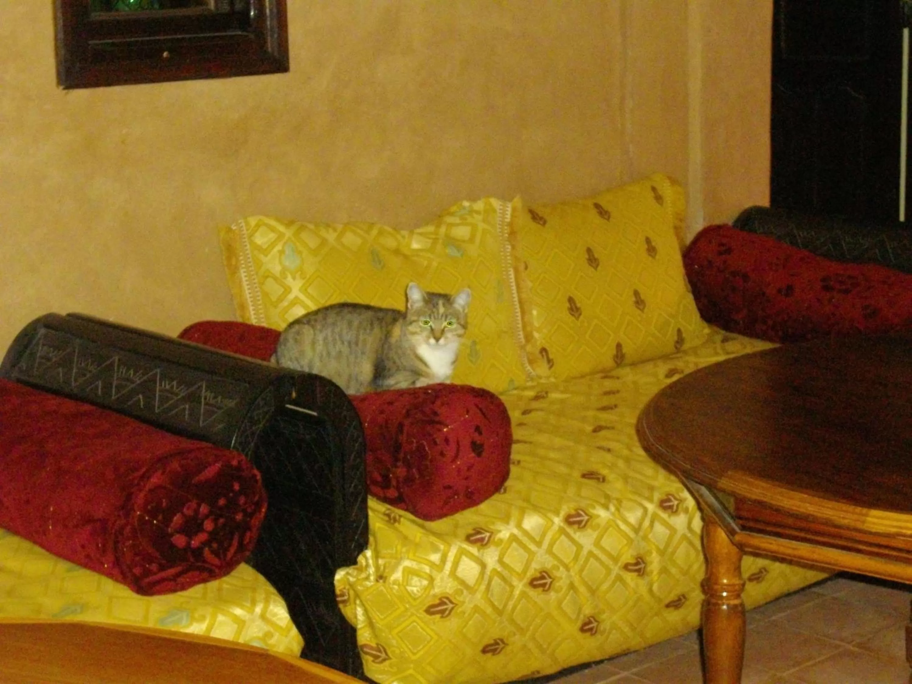 Pets, Bed in Kasbah Zitoune