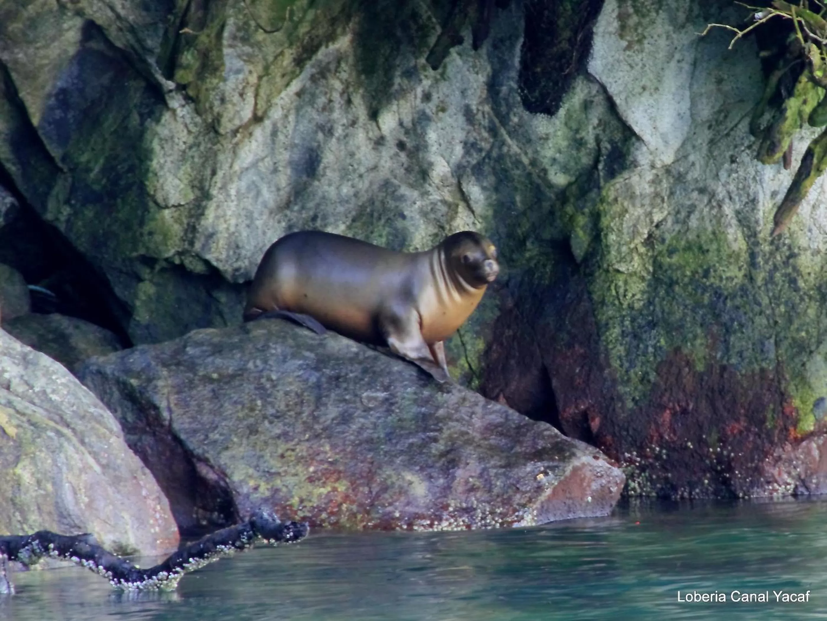 Entertainment, Pets in Posada Queulat