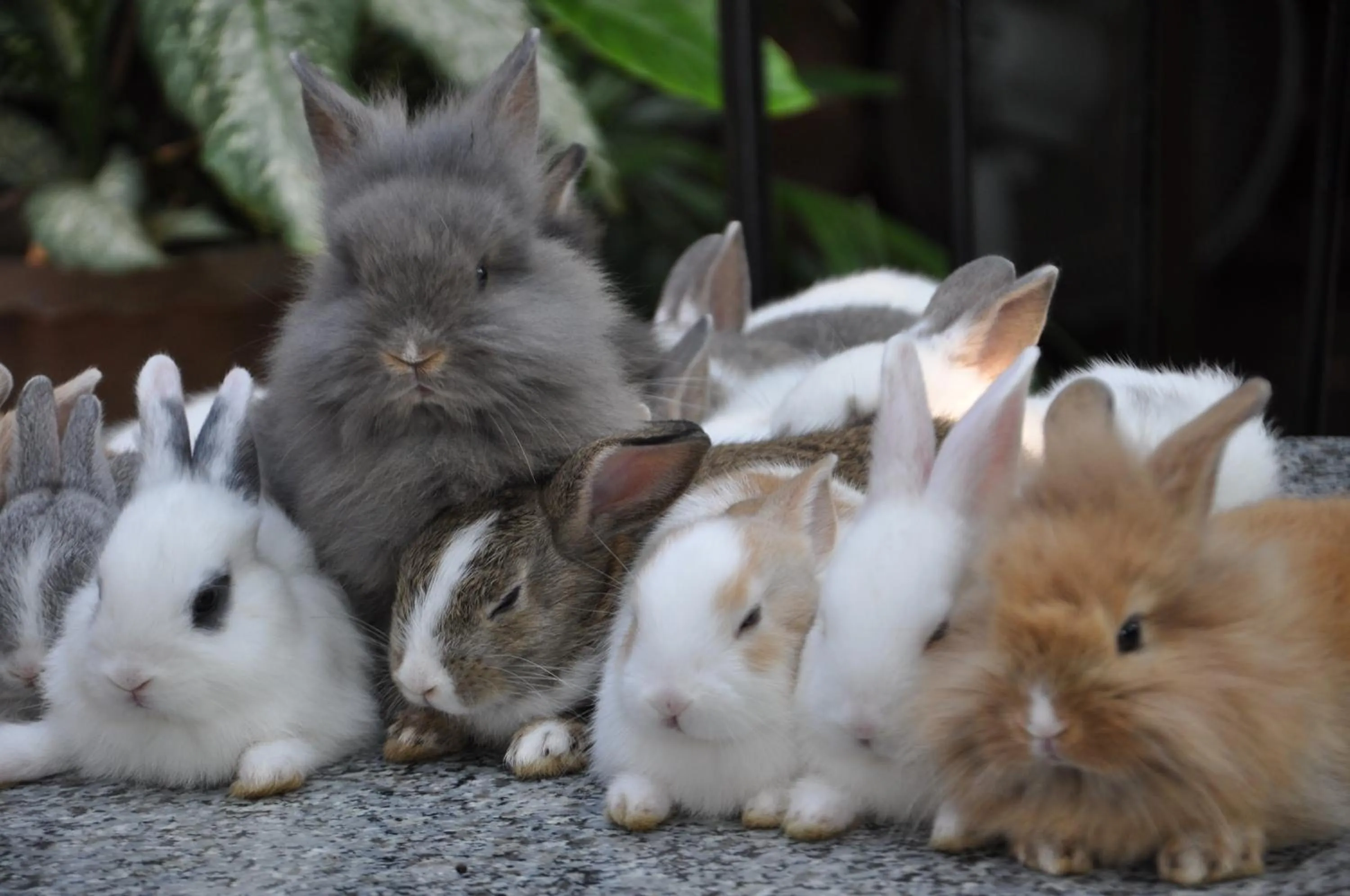 Pets in Ruean Thai Hotel