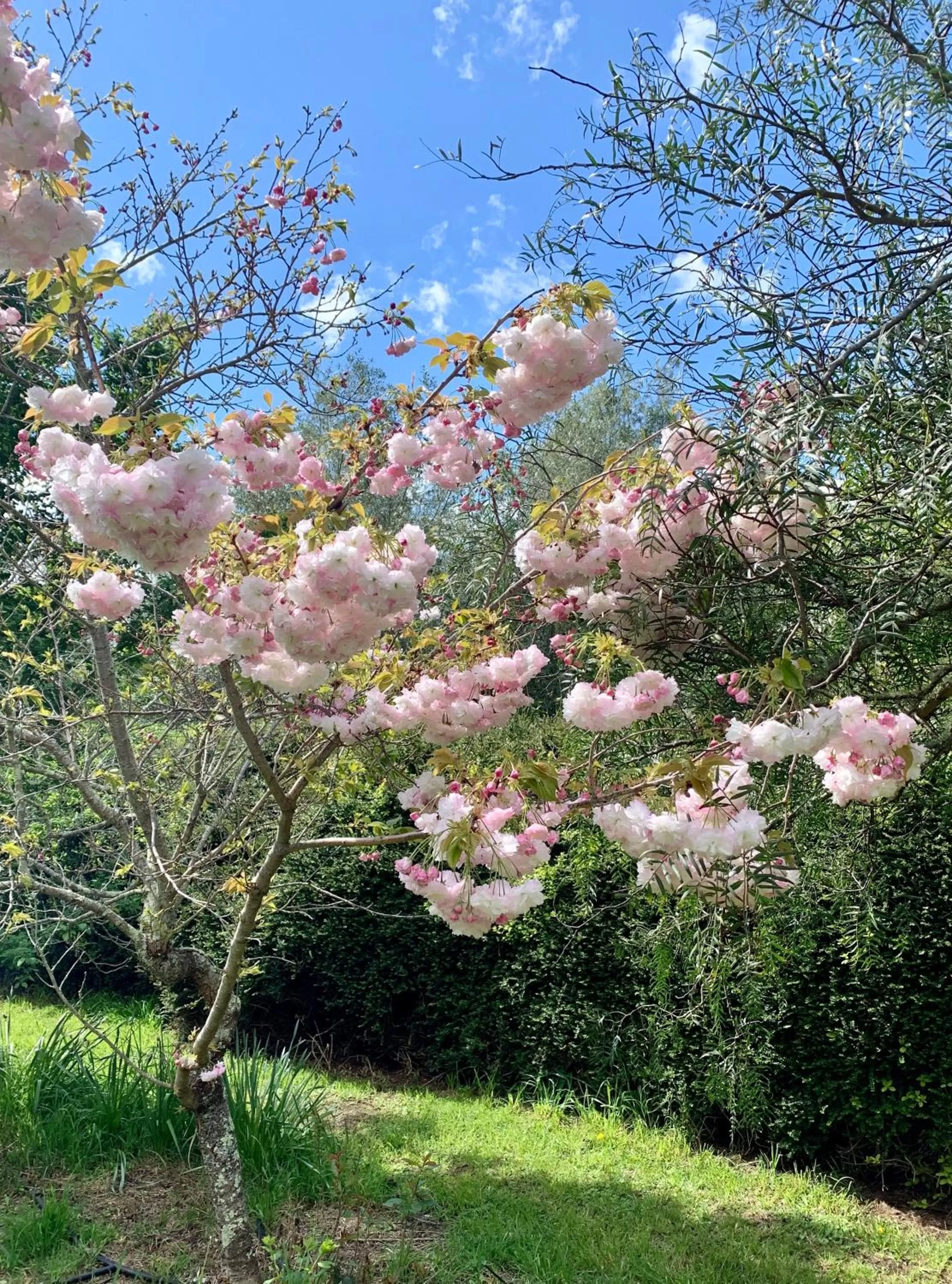 Garden in Quail Farm, Colonial charm