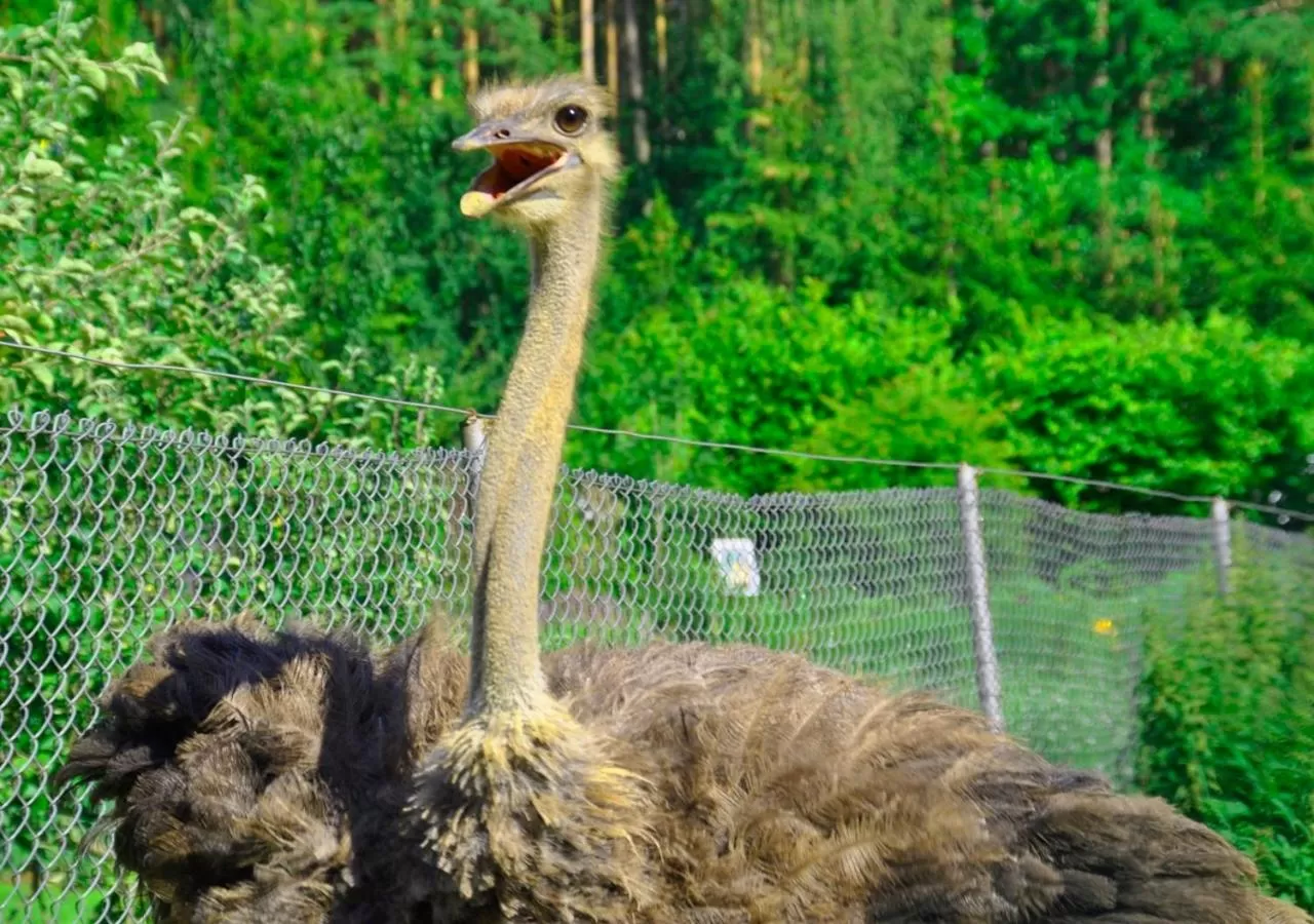 Animals, Other Animals in Ziołowa Dolina