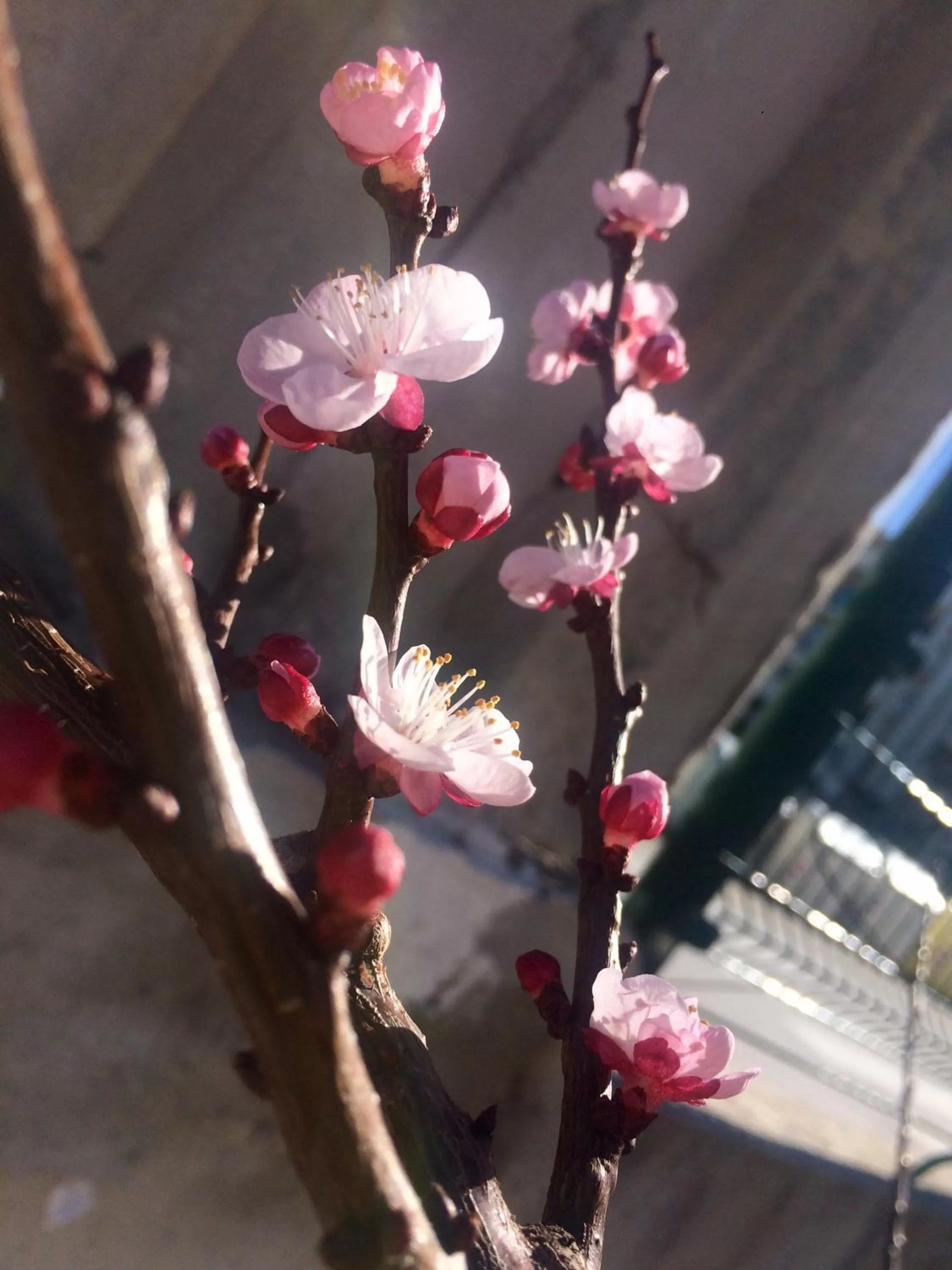 Garden in B&B Palazzo Manfredi Vieste, Fronte mare con Parcheggio