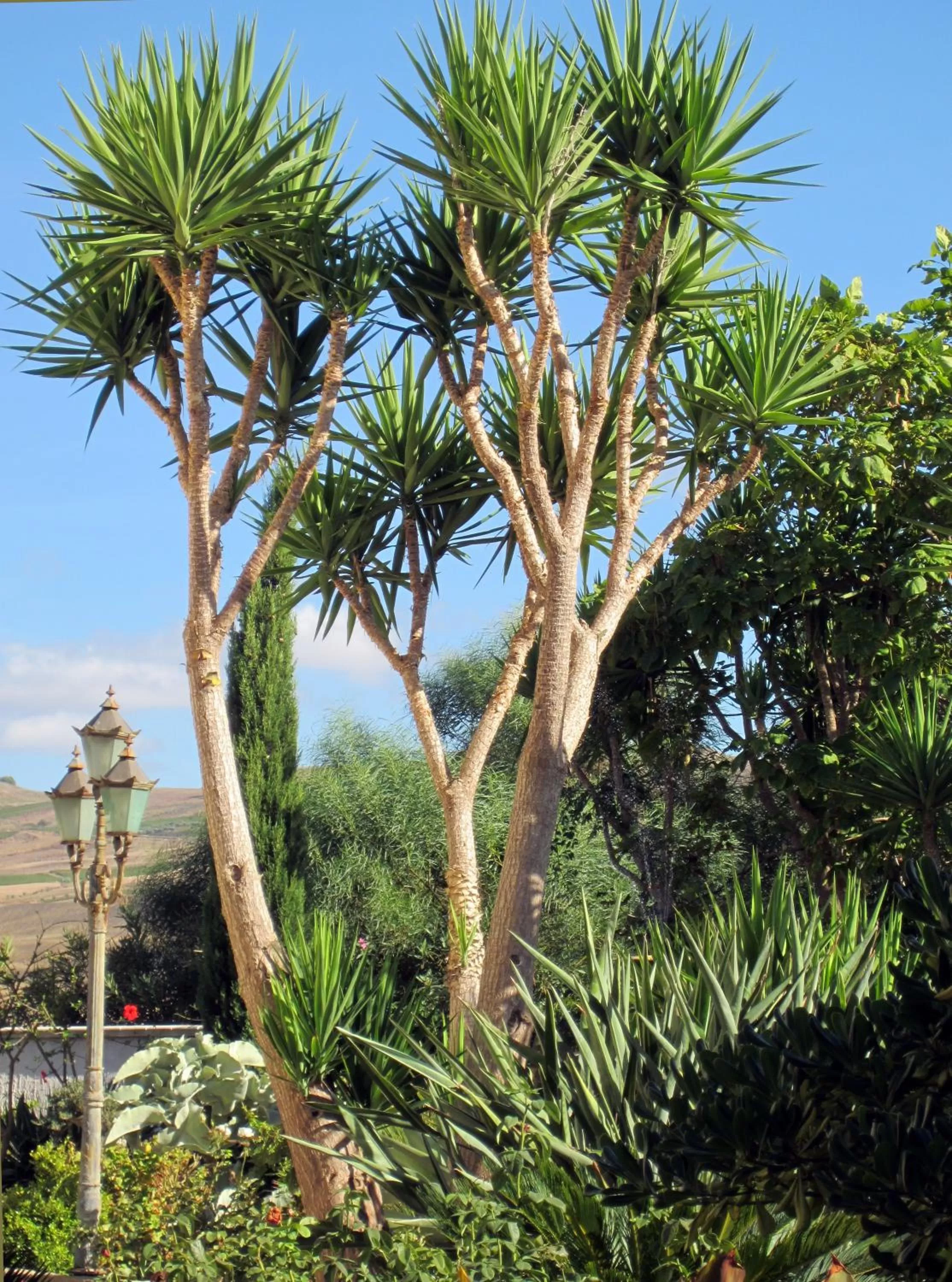 Facade/entrance in Candalù - Villa Giardinata