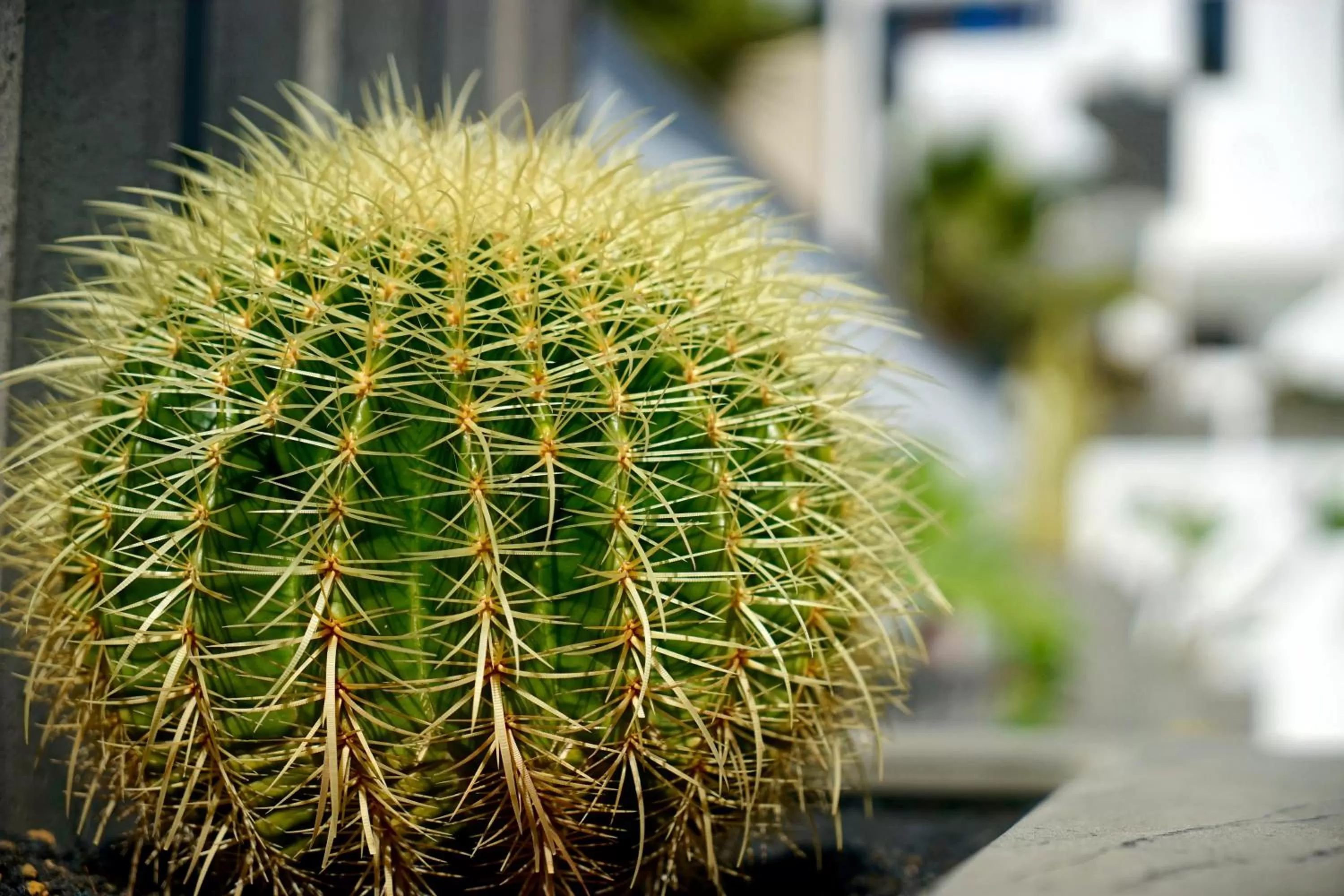 Garden in Plaza Azul