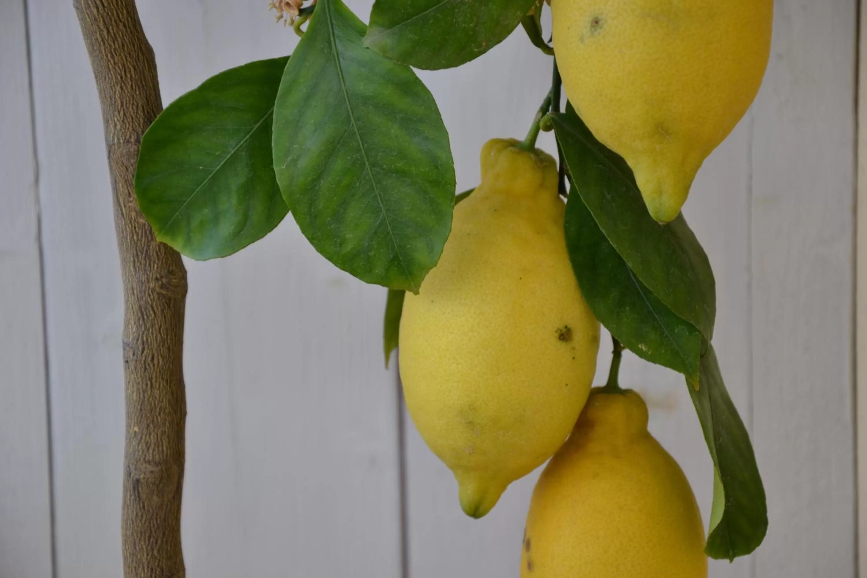 Property building in La Combriccola