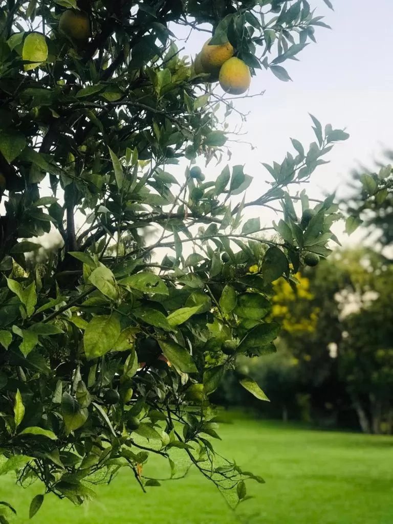 Garden view in La Pergola B&B