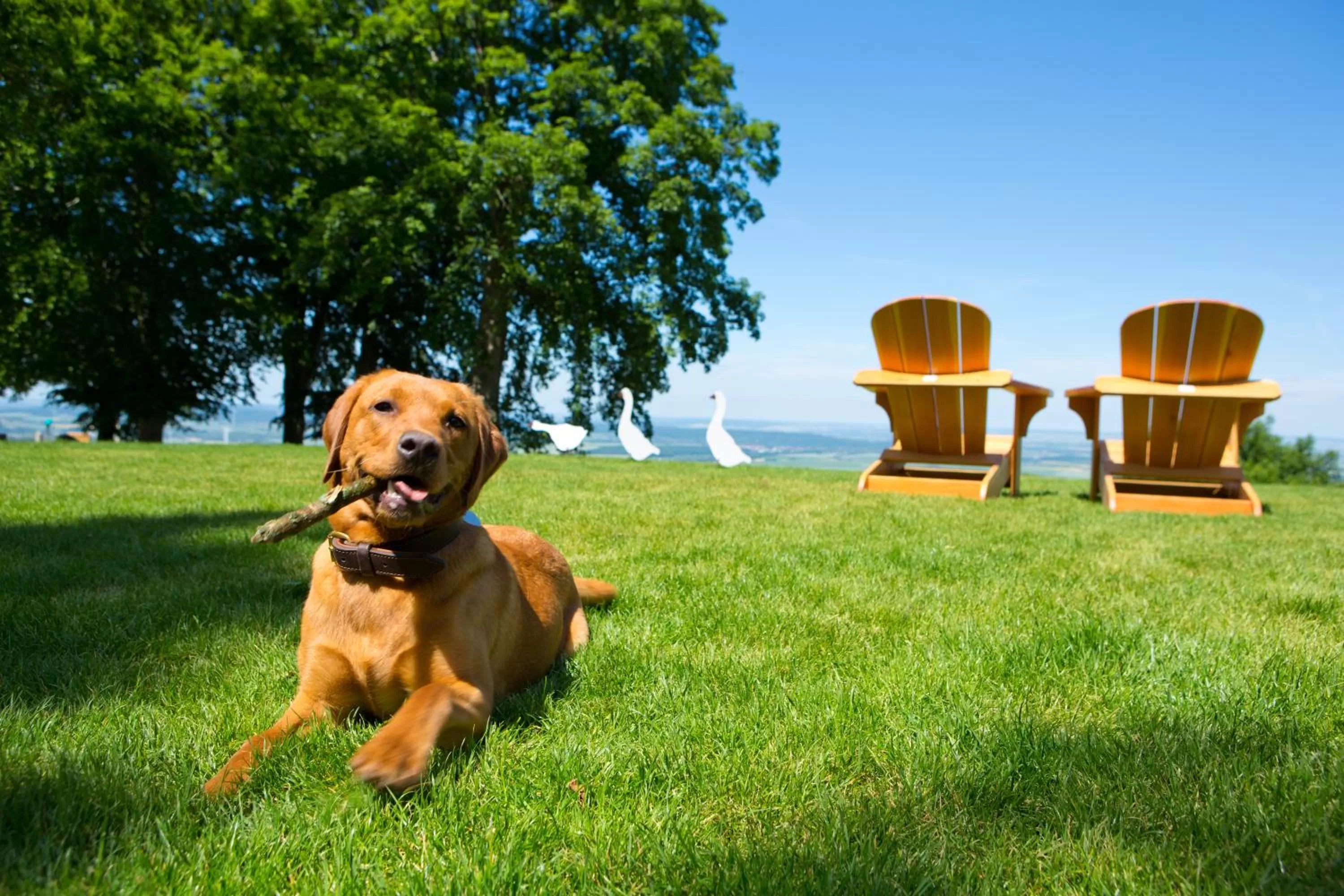 Pets in Plumbohms Aussichtsreich Gast- und Logierhaus