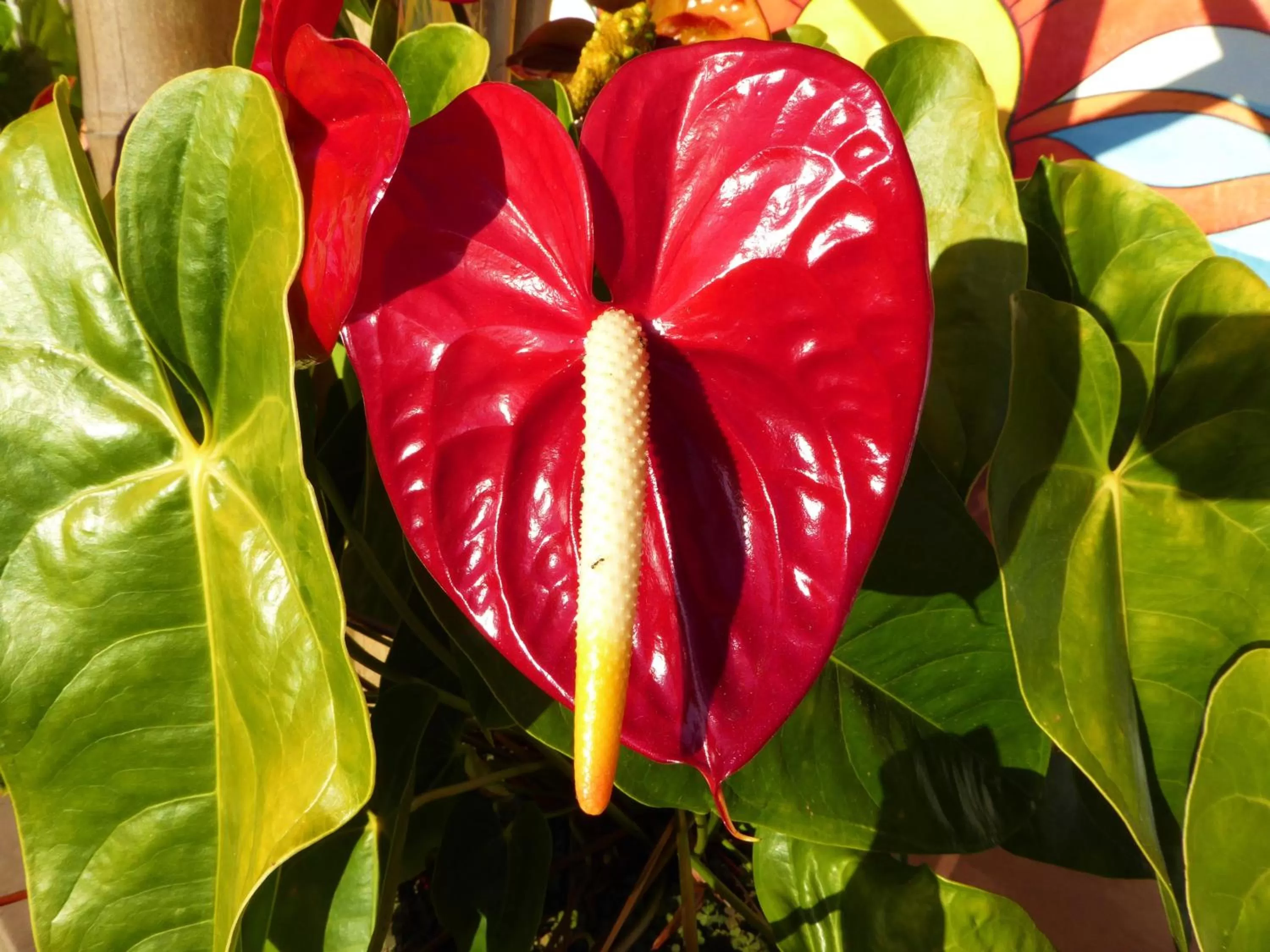 Garden, Food in Finca El Cielo