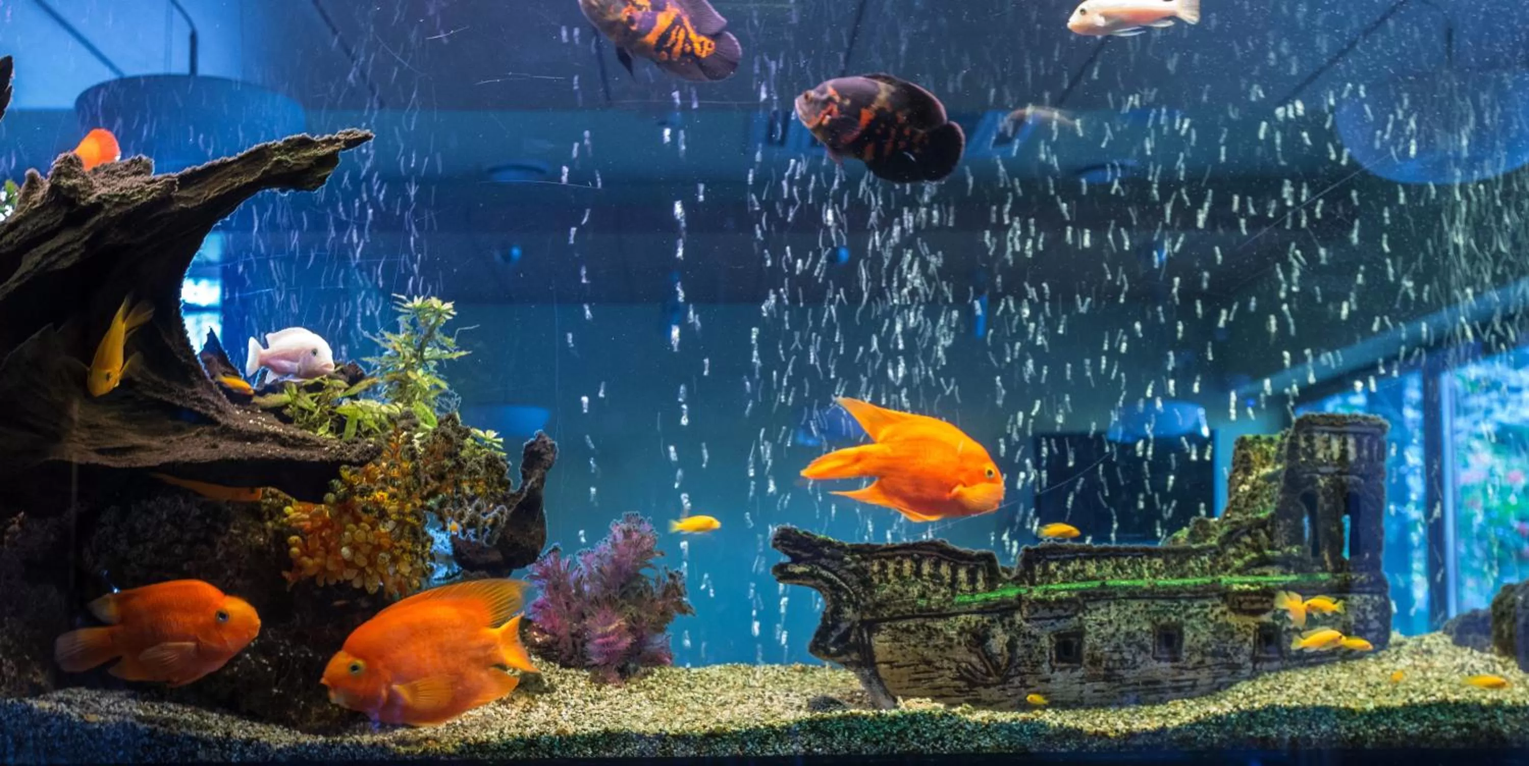 Restaurant/places to eat in De Lita