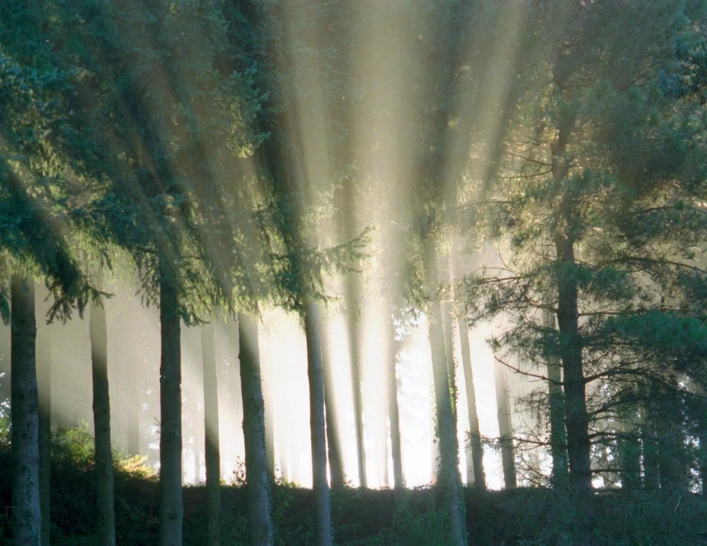 Natural landscape in Hotel Ripoll