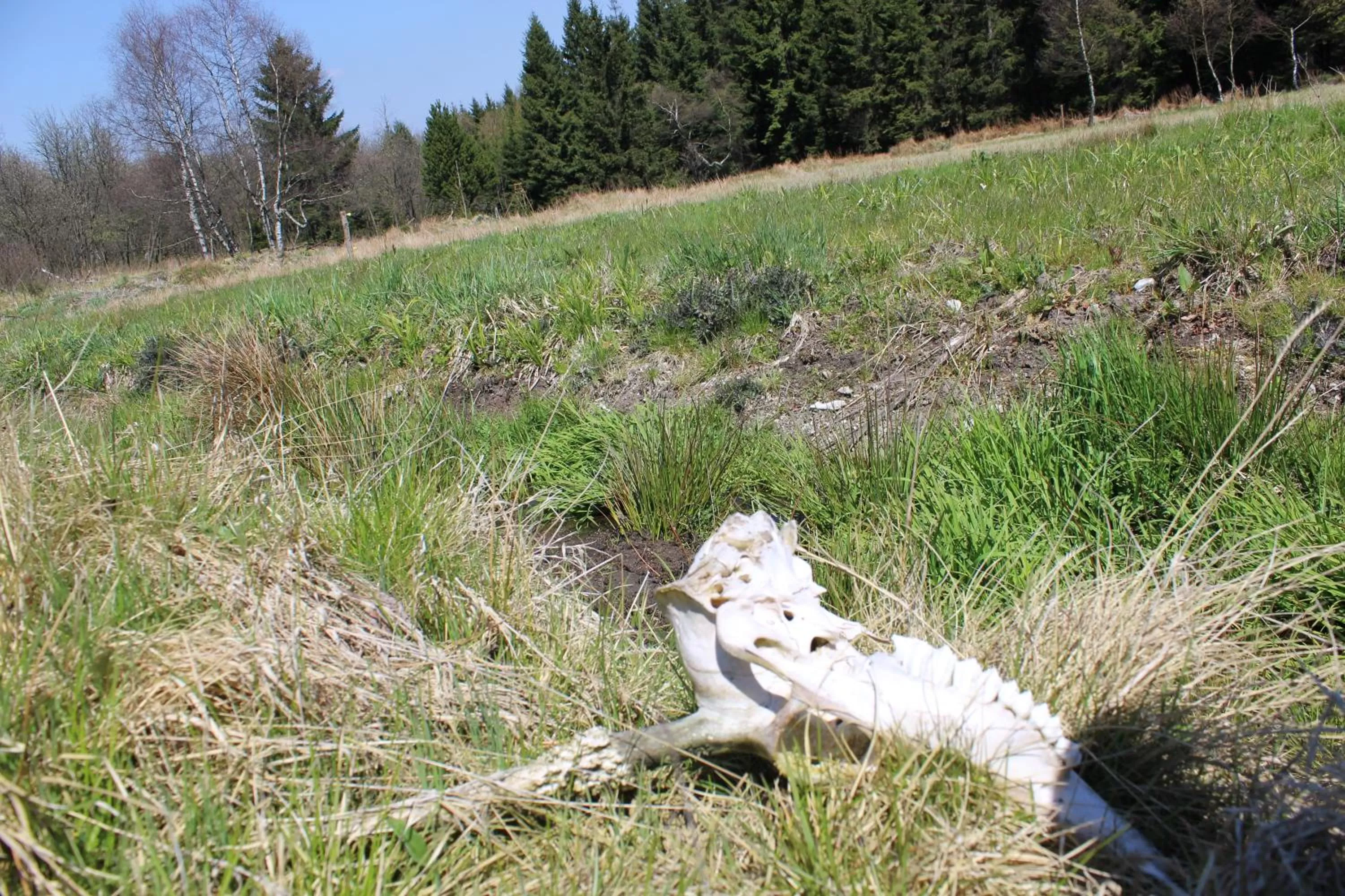 Natural Landscape in Waldgasthof Bad Einsiedel