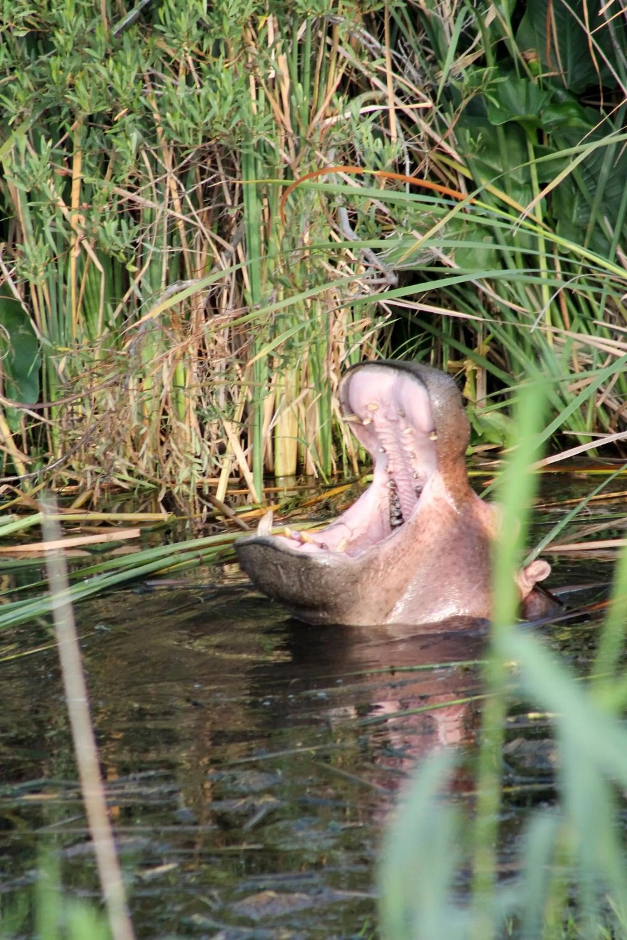 View (from property/room) in Garden Route Game Lodge