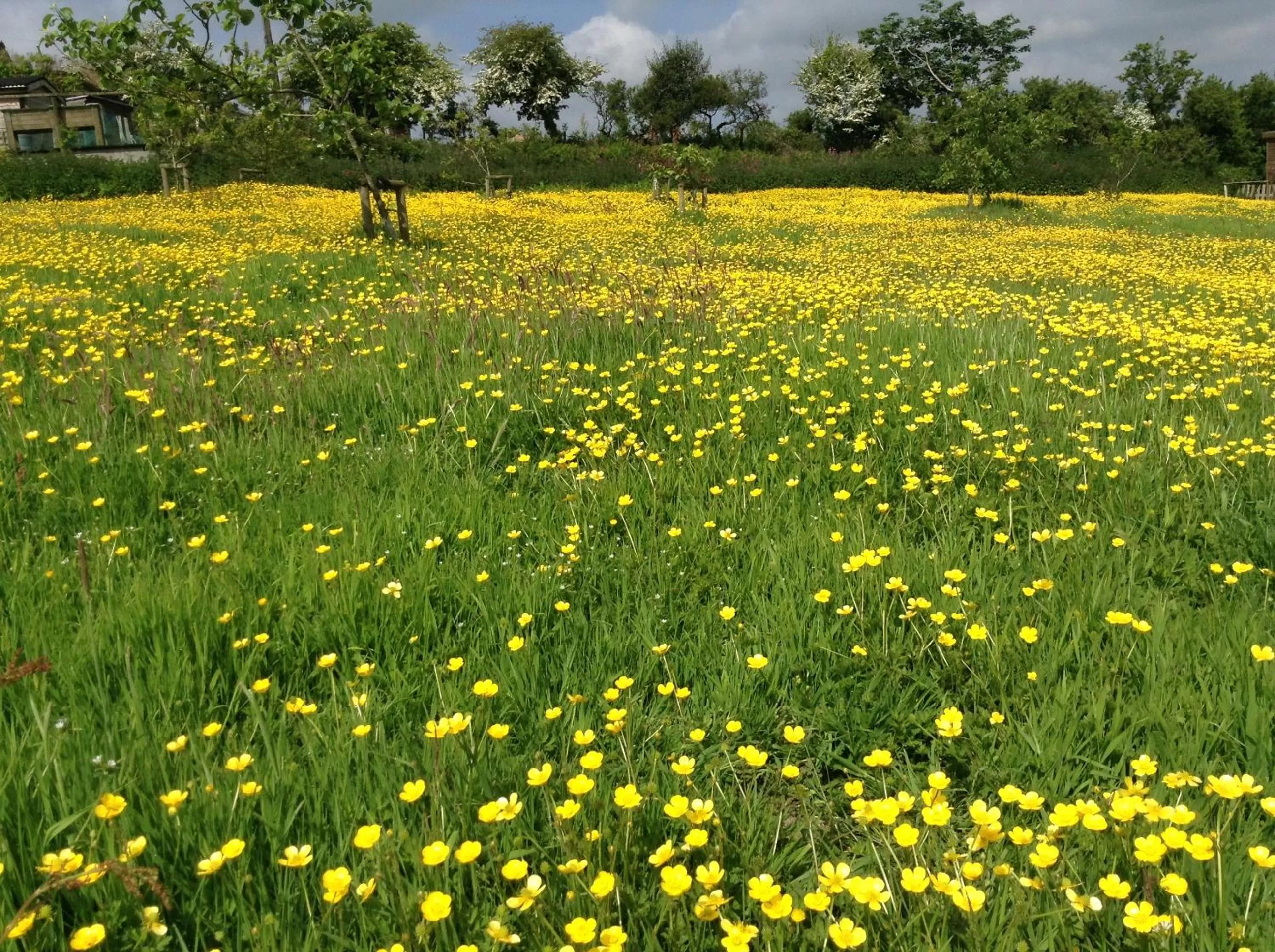 Spring, Garden in Treganoon House, Lanlivery