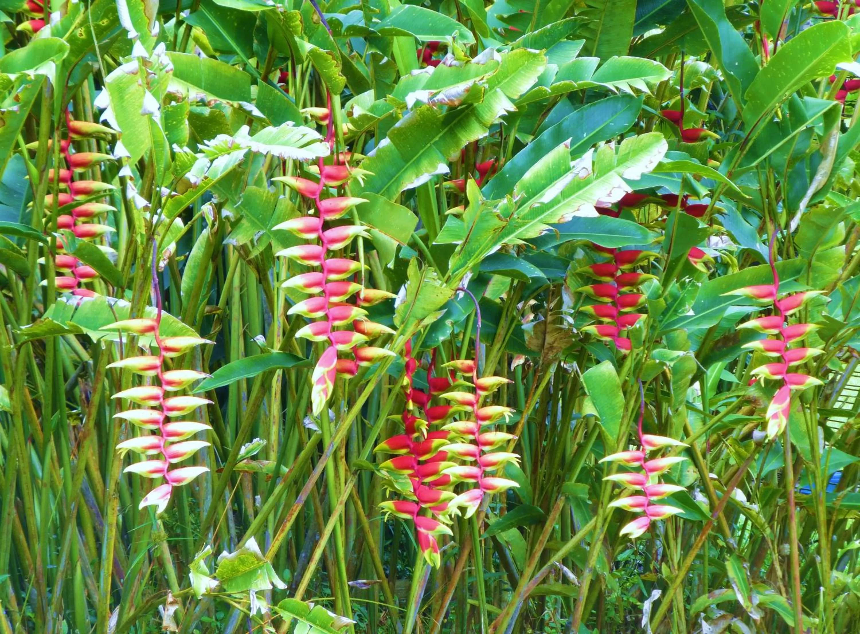 Garden in Finca El Cielo