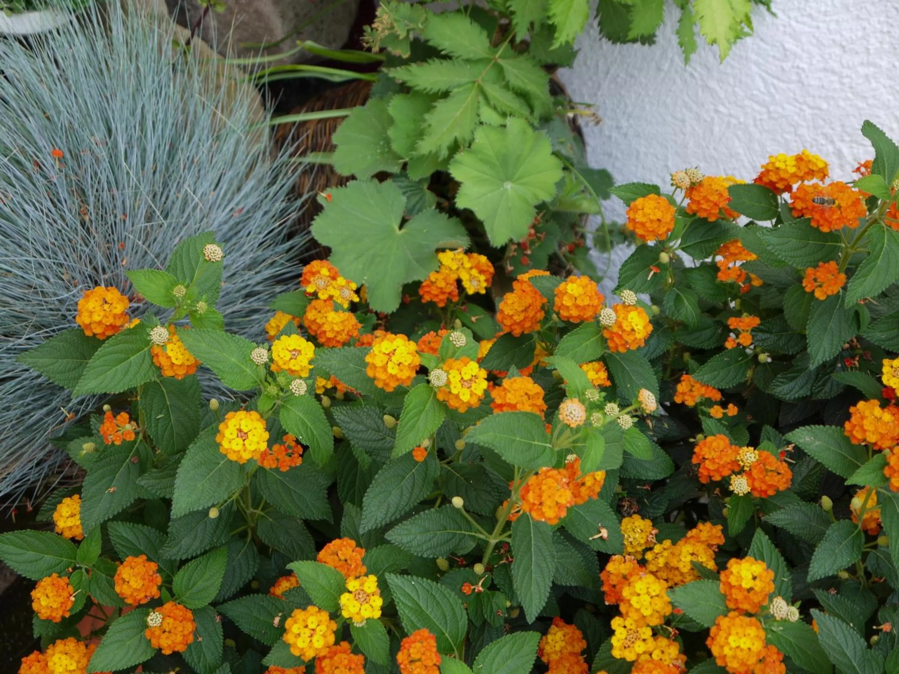 Facade/entrance, Garden in Hotel Engel