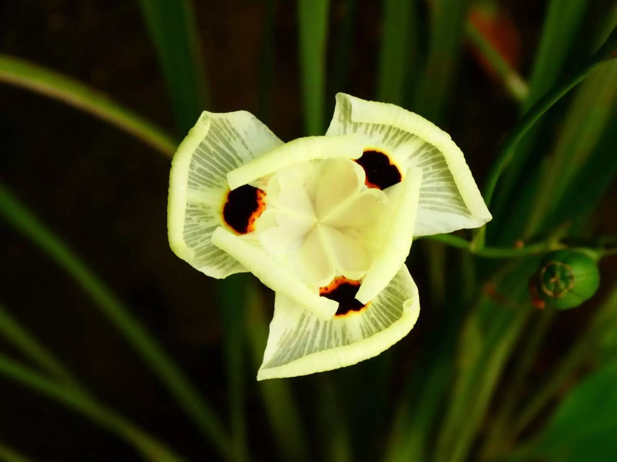 Garden in Utamaduni House B&B