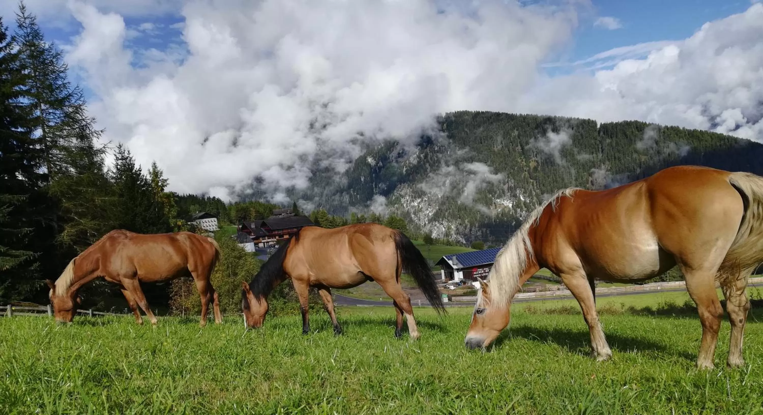 Animals in Sporthotel Kalcherhof