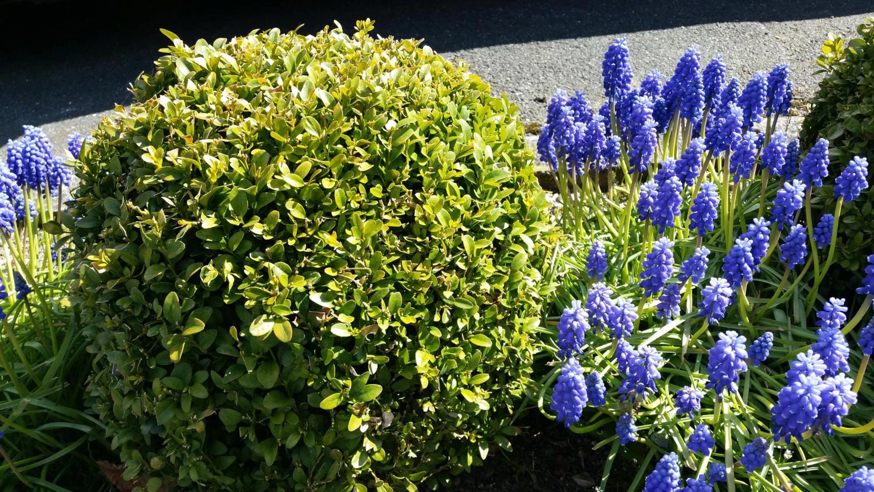Garden in Orchidee Altenau