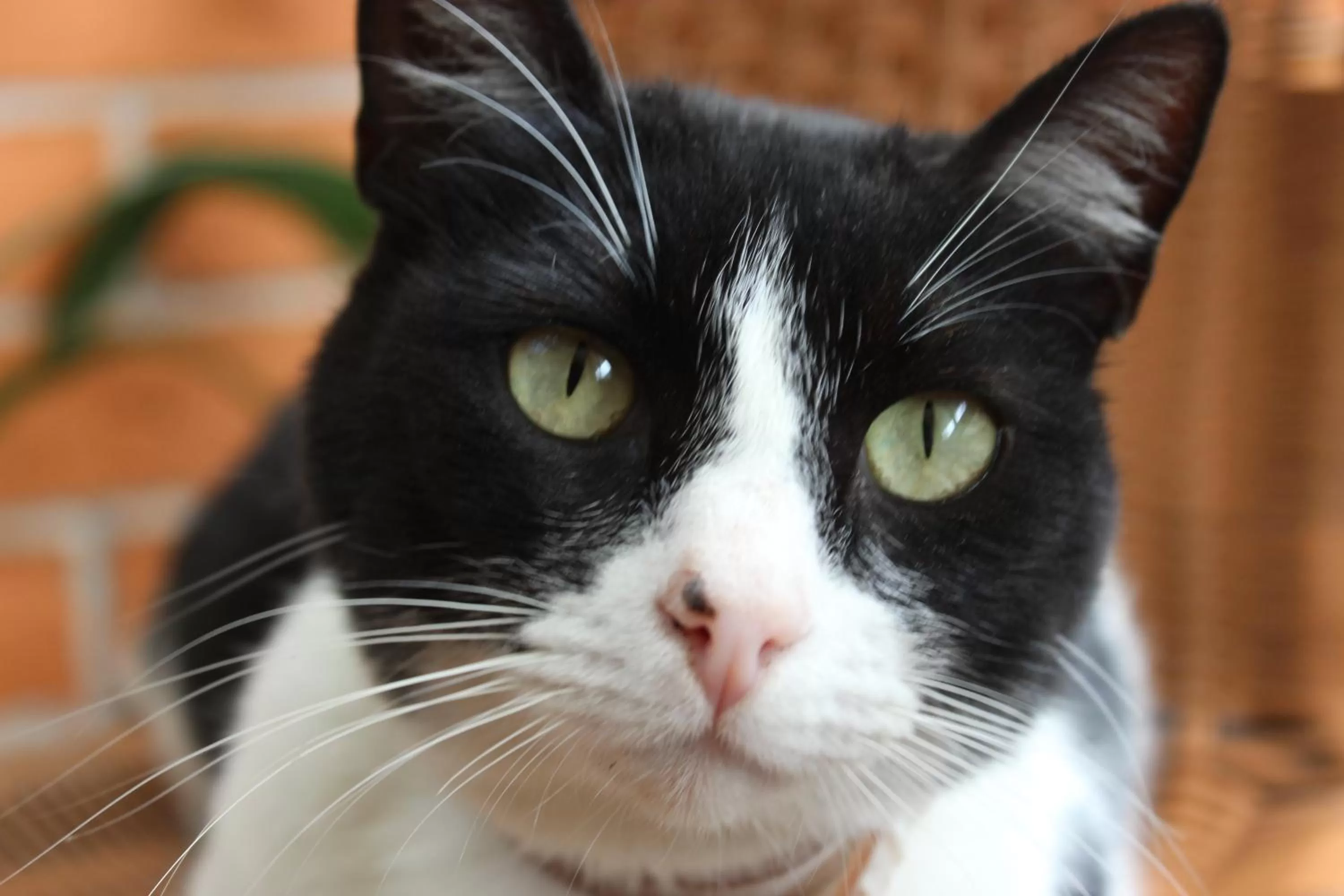 Pets in Aldea Real Eco Friendly