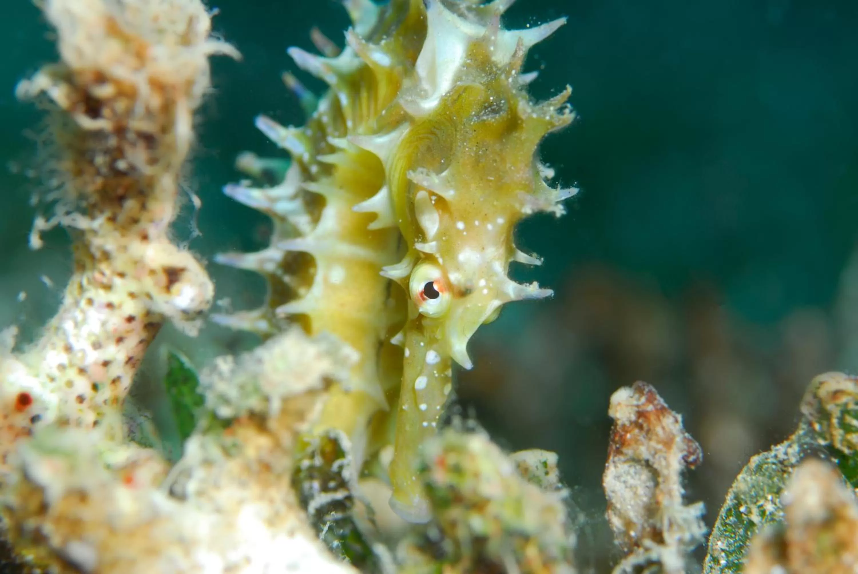 Snorkeling, Other Animals in Aqaba Adventure Divers Resort & Dive Center