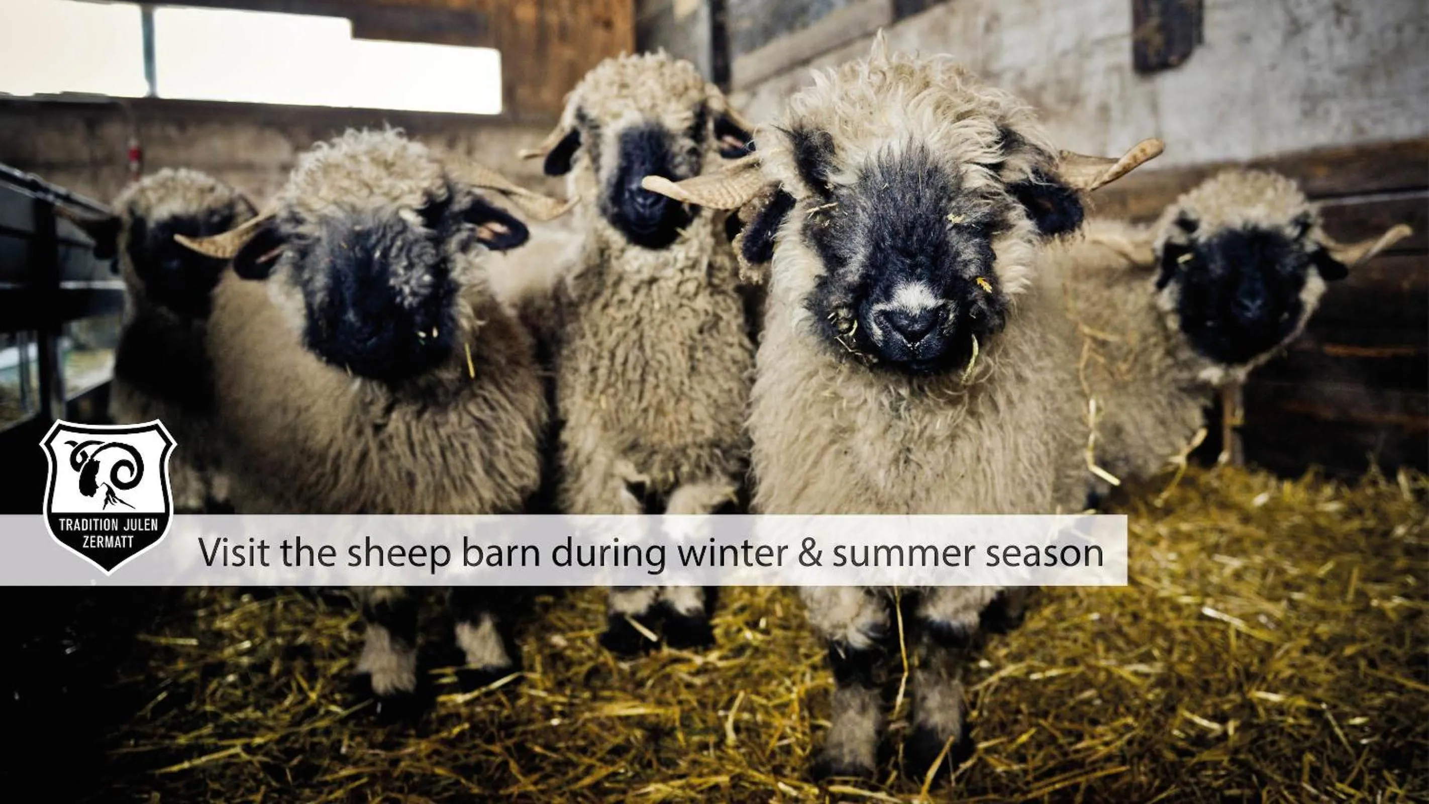 Animals in Hotel Daniela