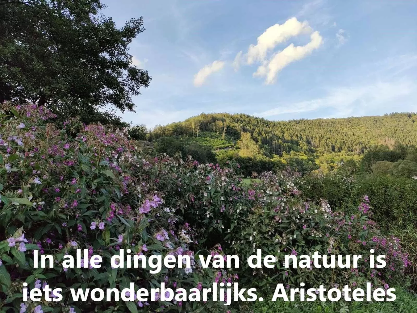 Garden in Golden Lion