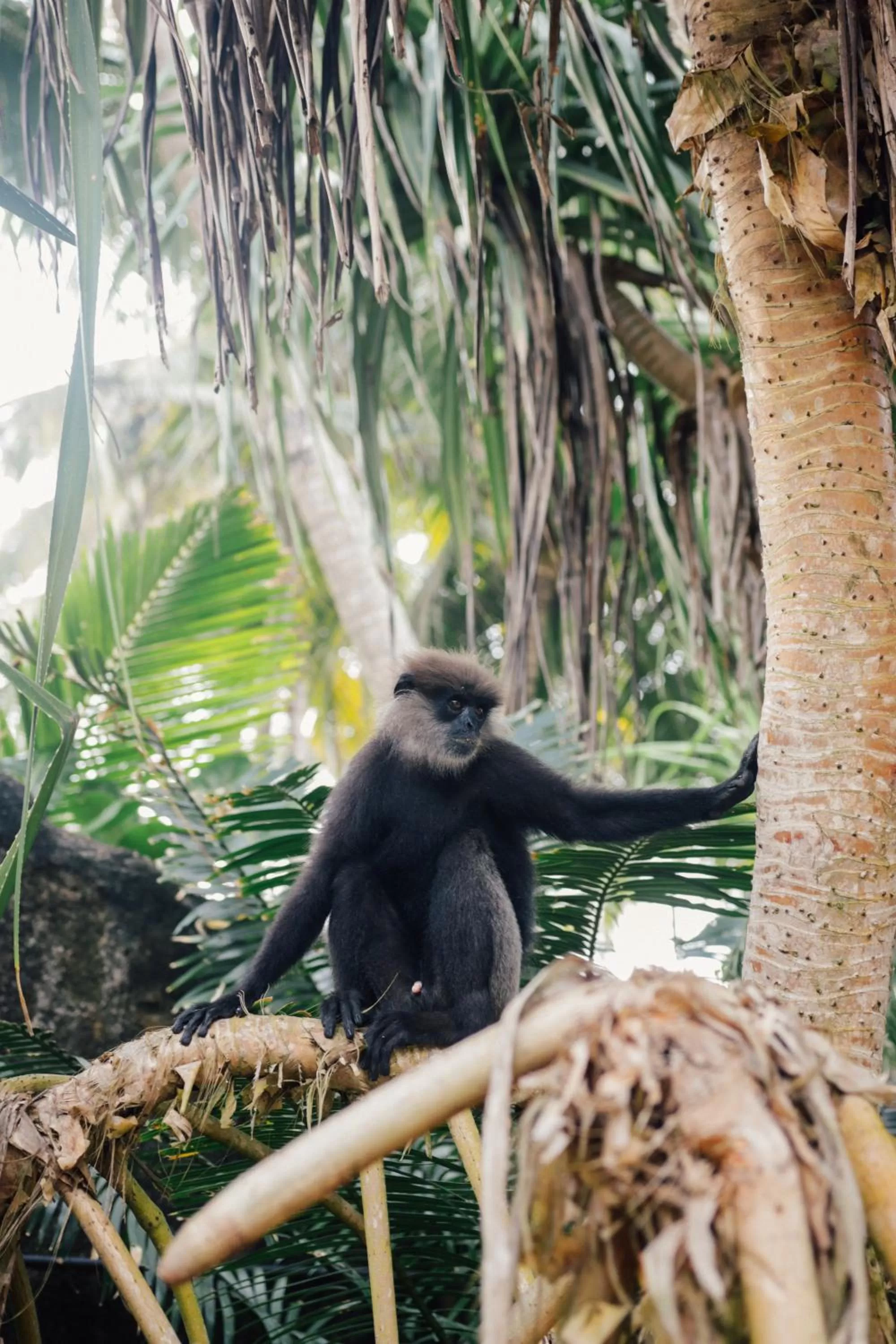 Animals, Other Animals in Galawatta Beach Resort