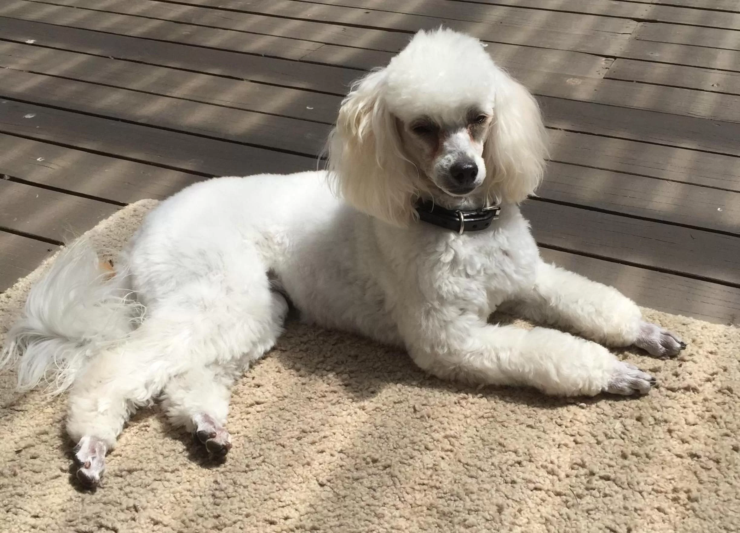 Pets in Bundanoon Lodge