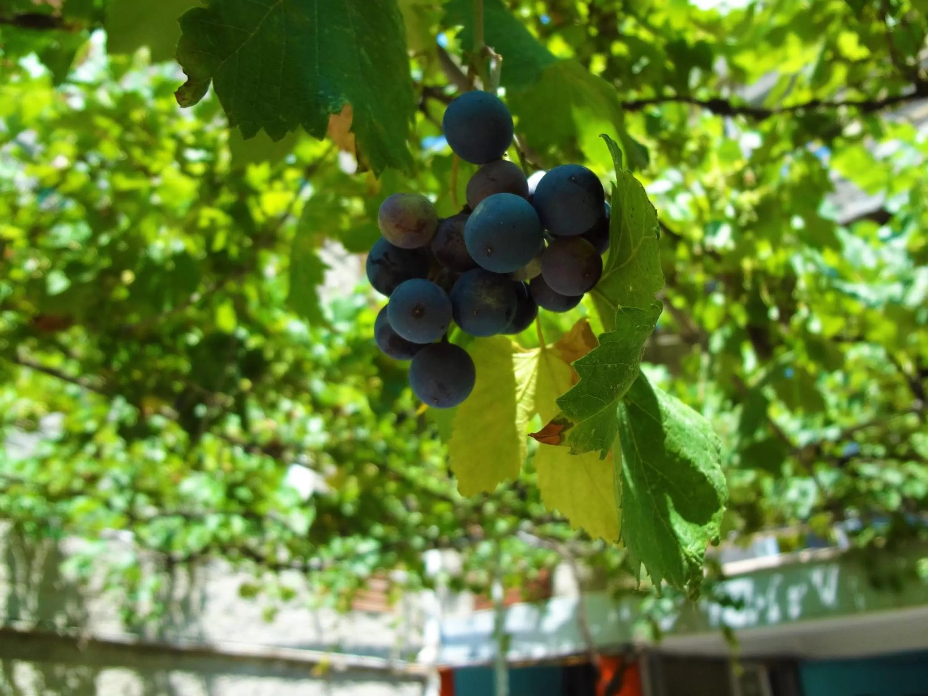 Garden in Hotel Salosi