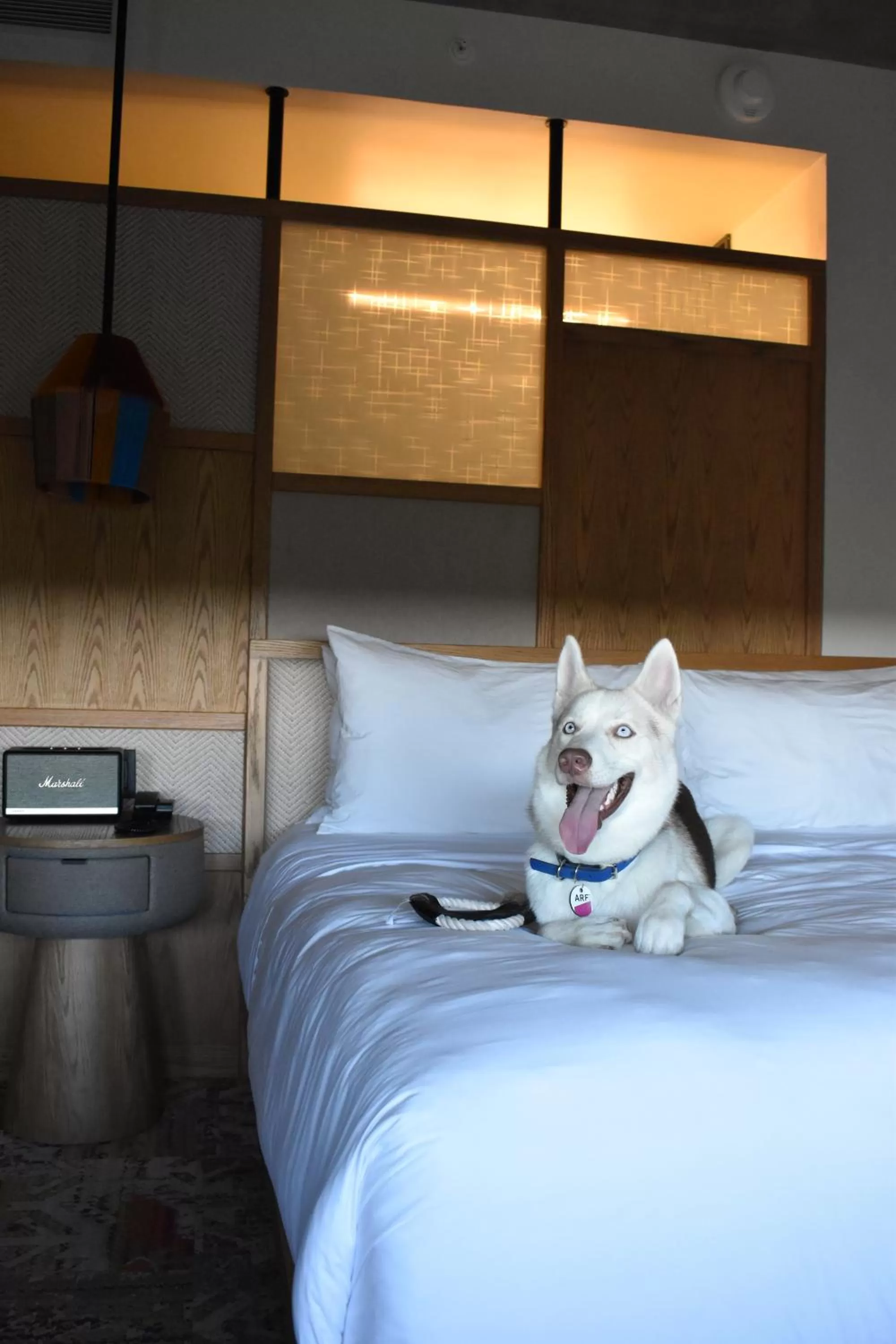 Pets, Bed in Aloft Tulum