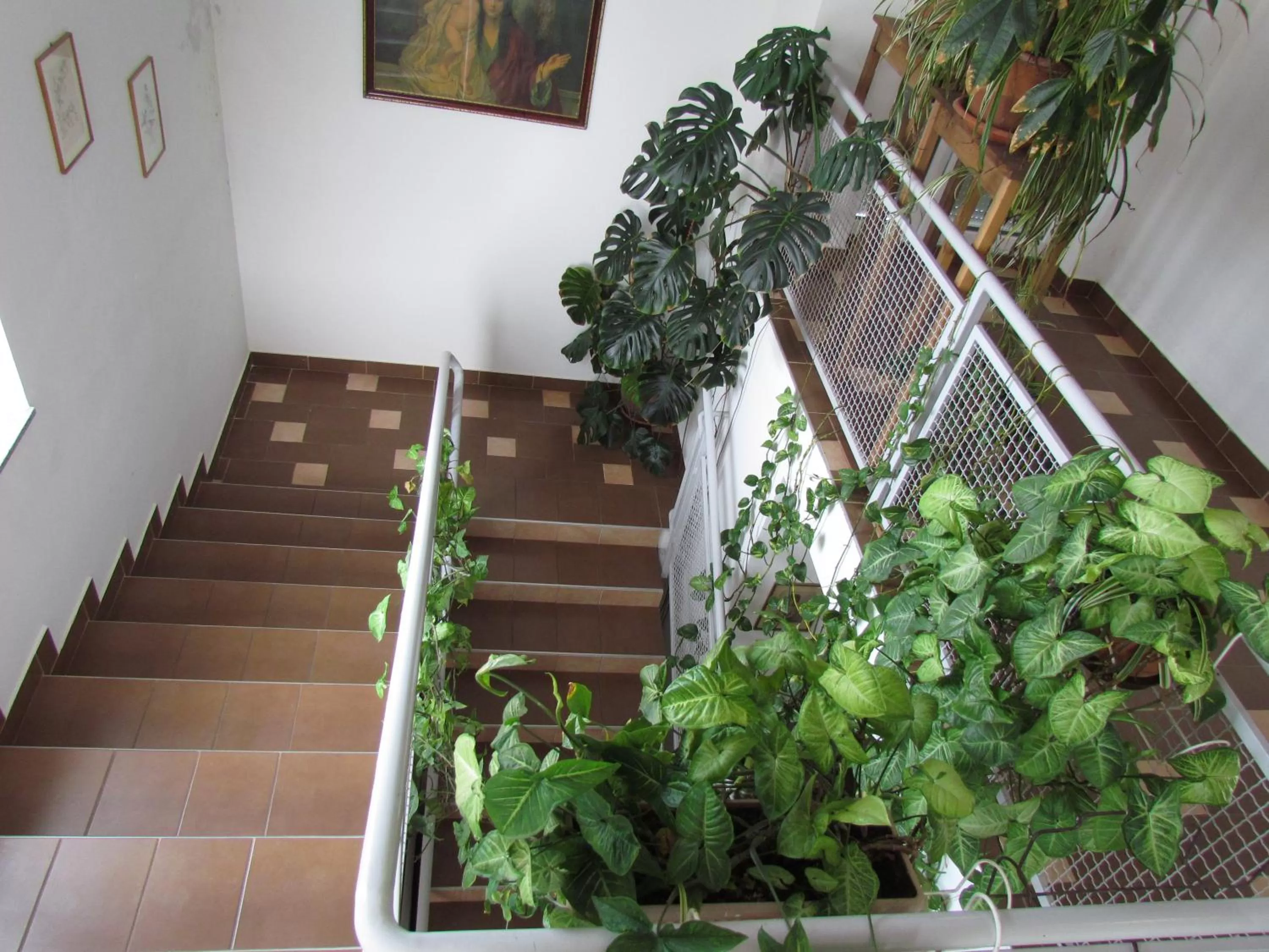 Garden in Pansion Vila Vanda