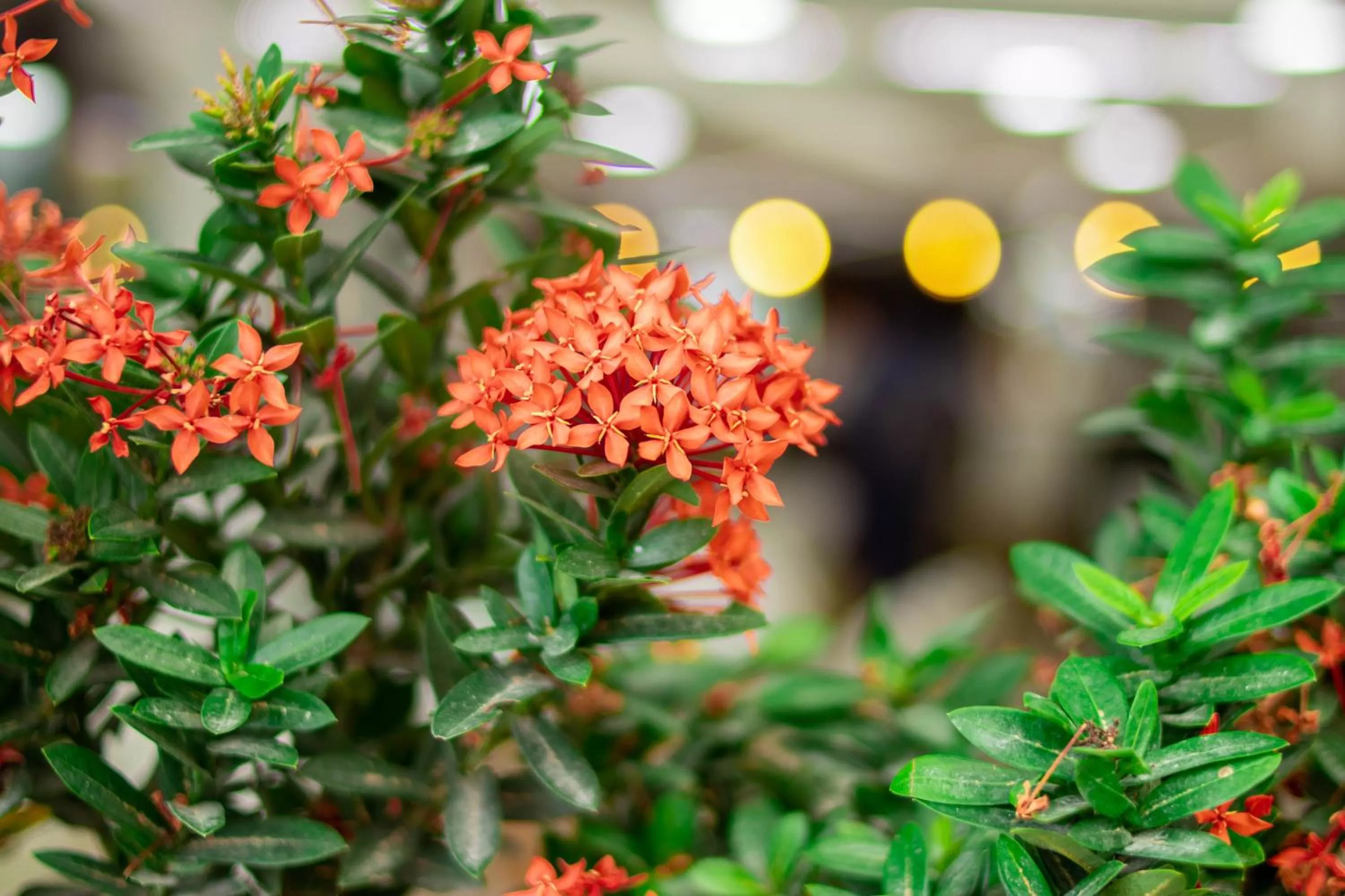 Garden in Hotel Caquetá Real HSC