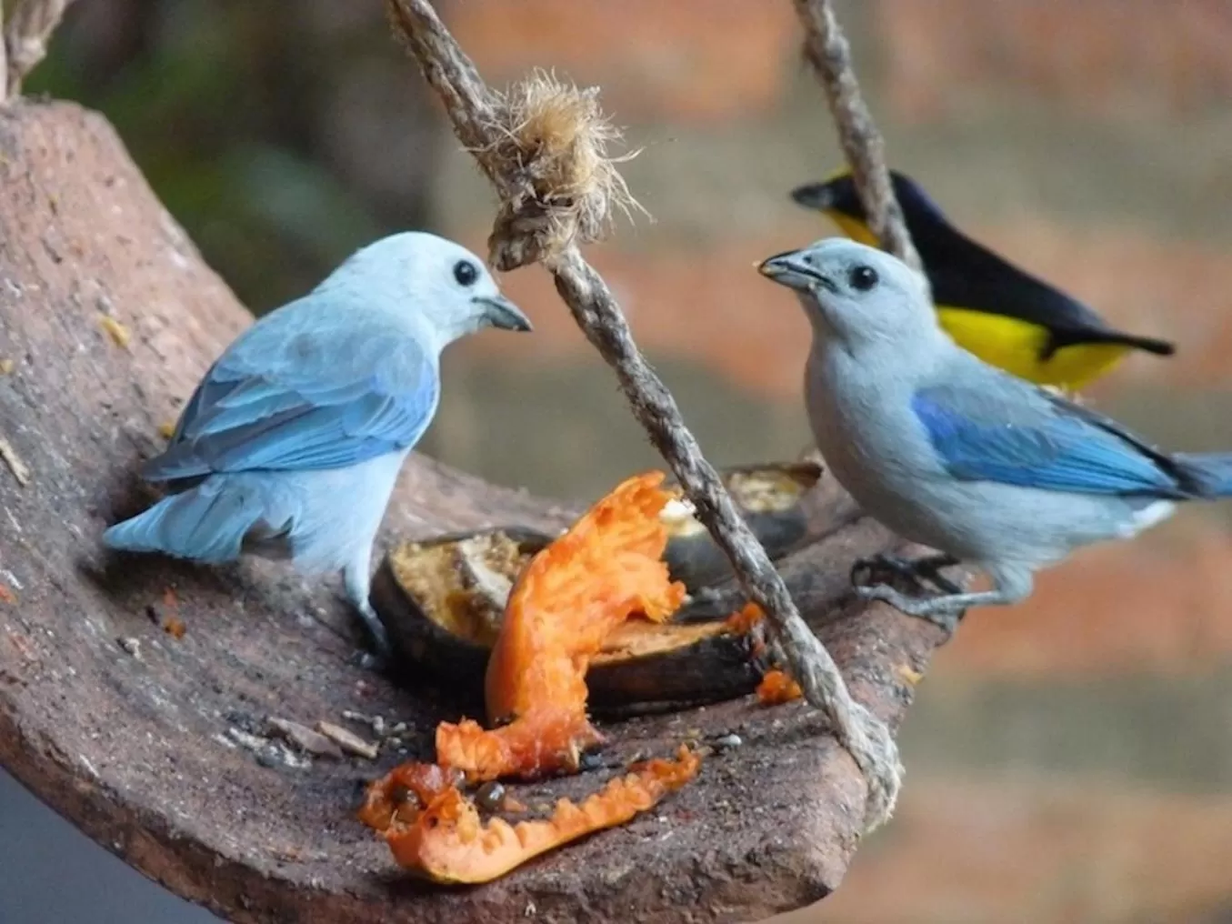 Animals, Other Animals in Finca San Pedro