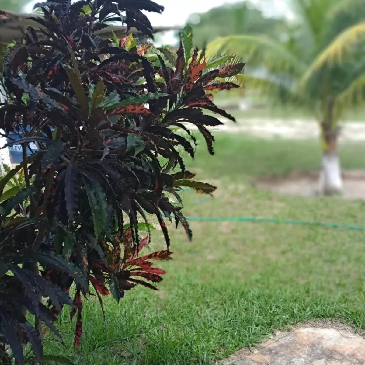 Garden in Pousada Da Bell