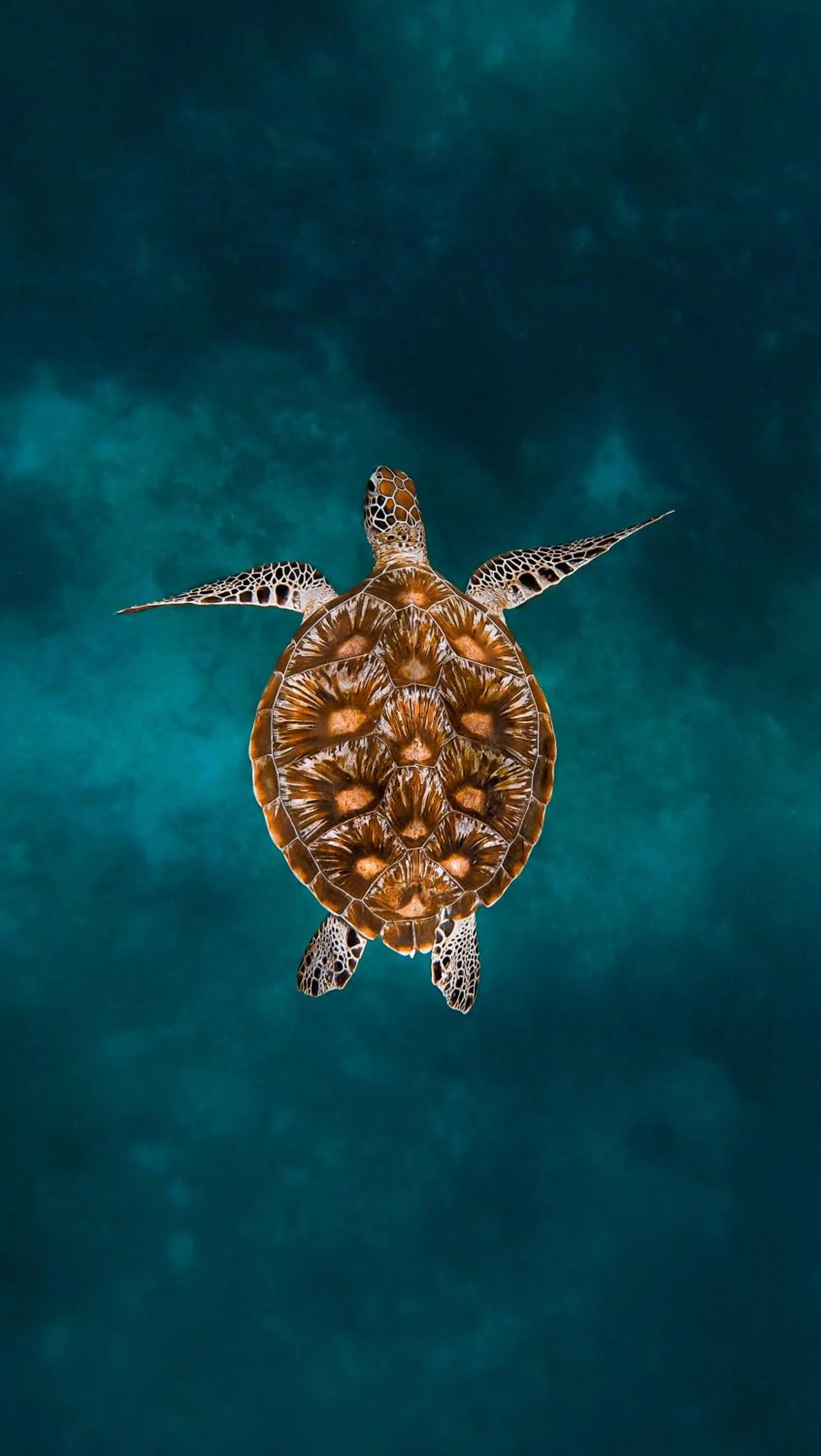 Animals in Menjaga Bay