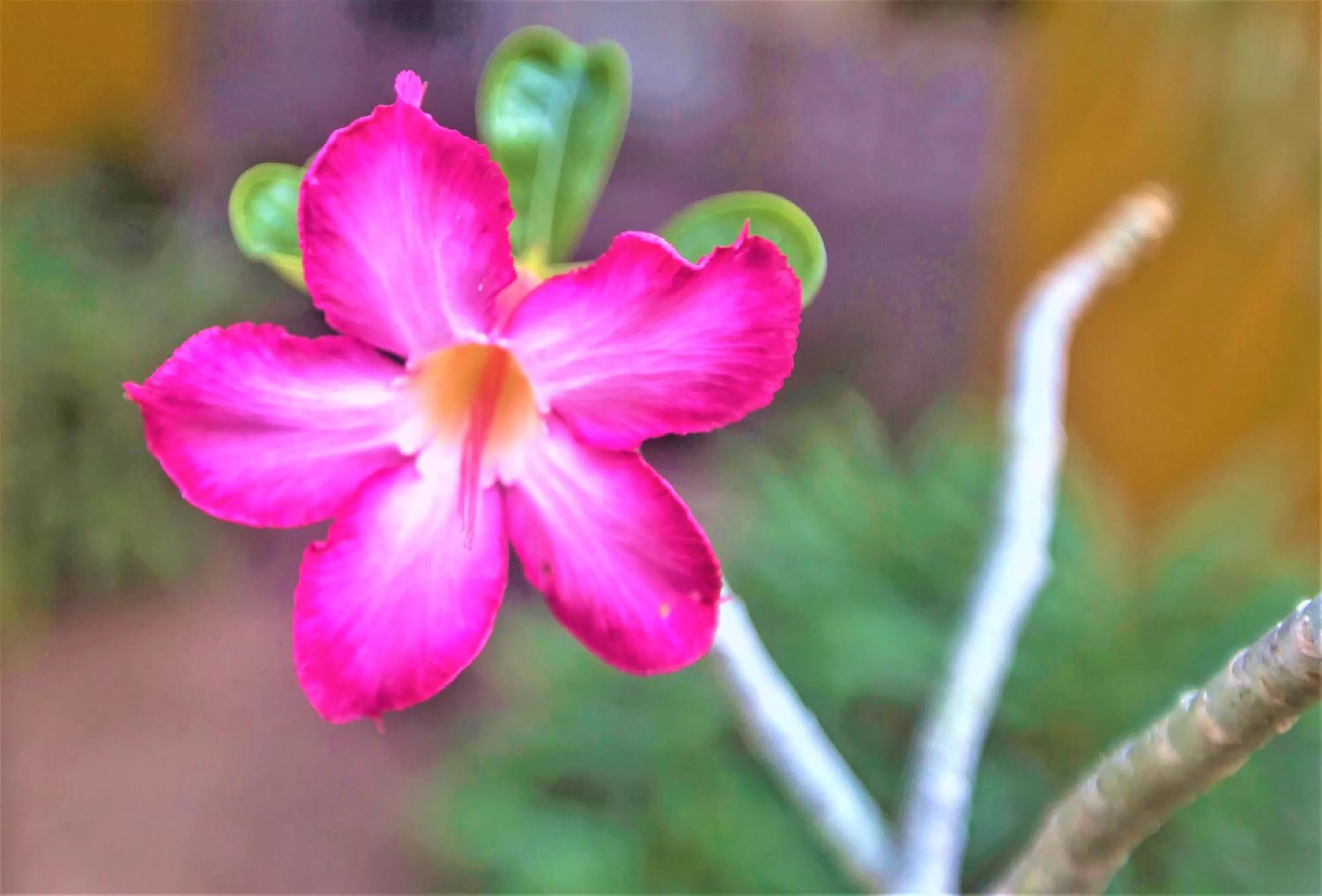 Garden in Hotel Plaza Mirador