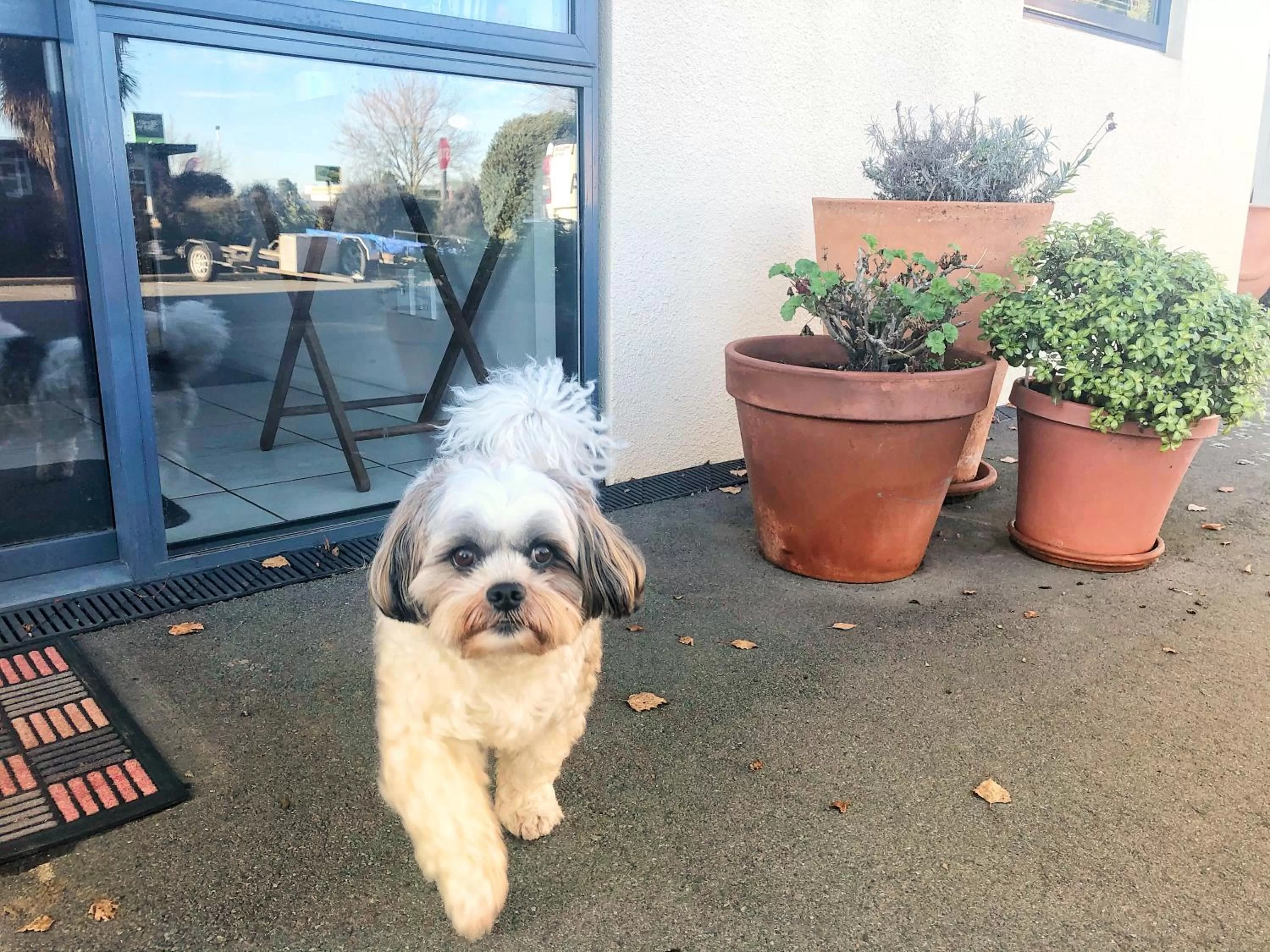 Pets in Bella Vista Motel Ashburton