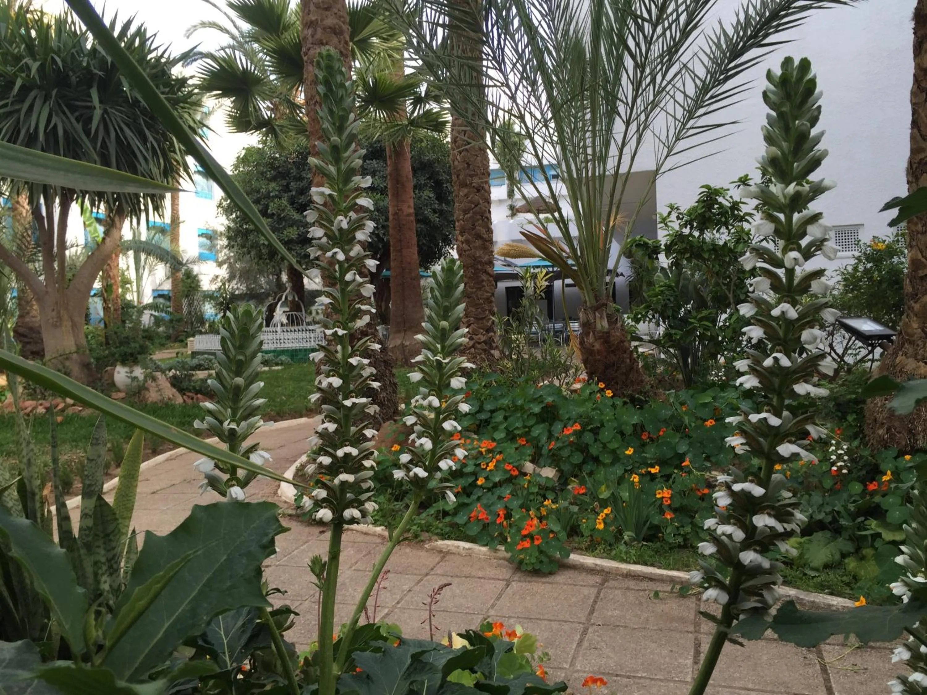Garden in Hotel La Residence Hammamet