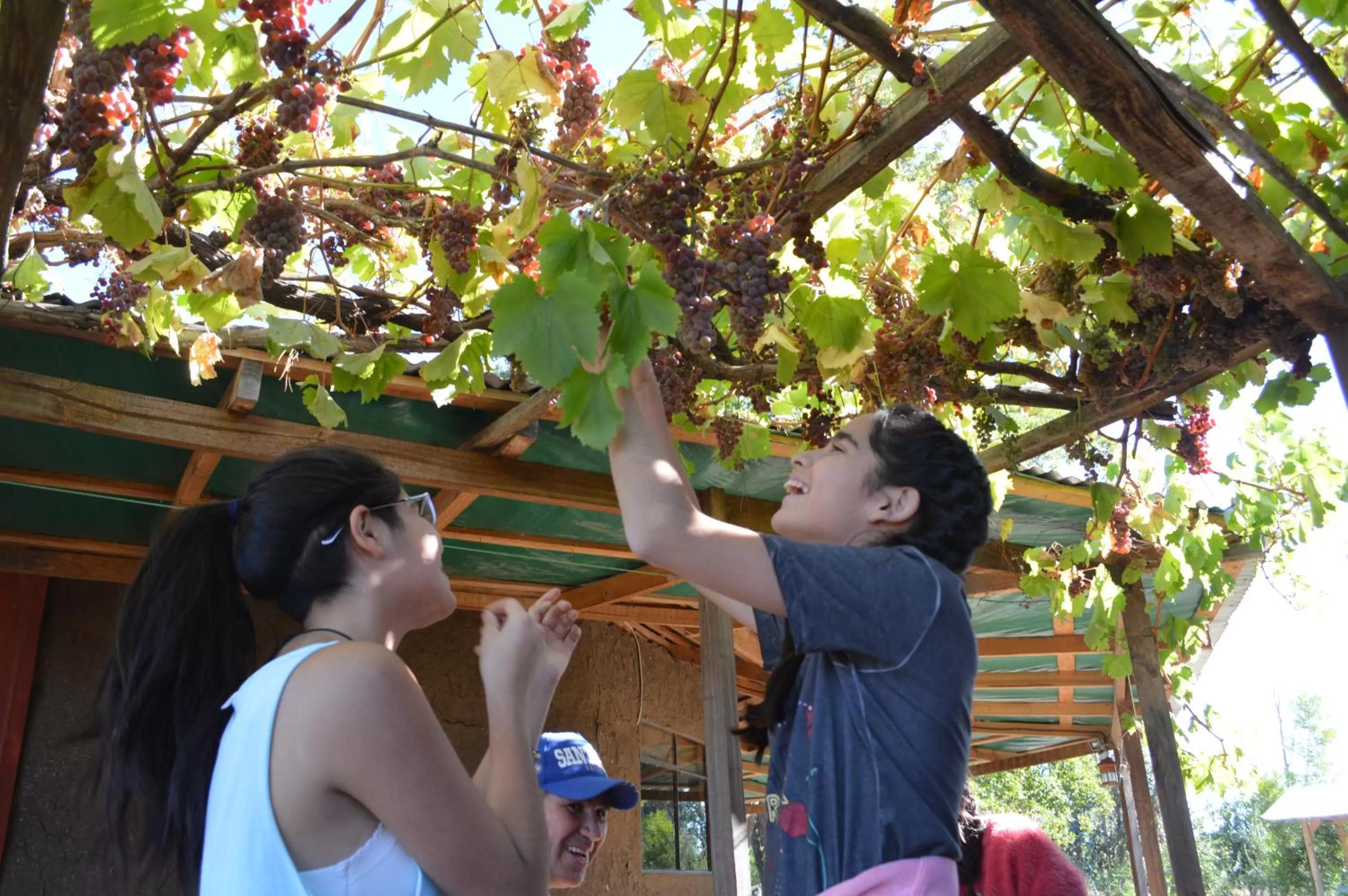 Coyunche Cabañas y Camping Laja & San Rosendo