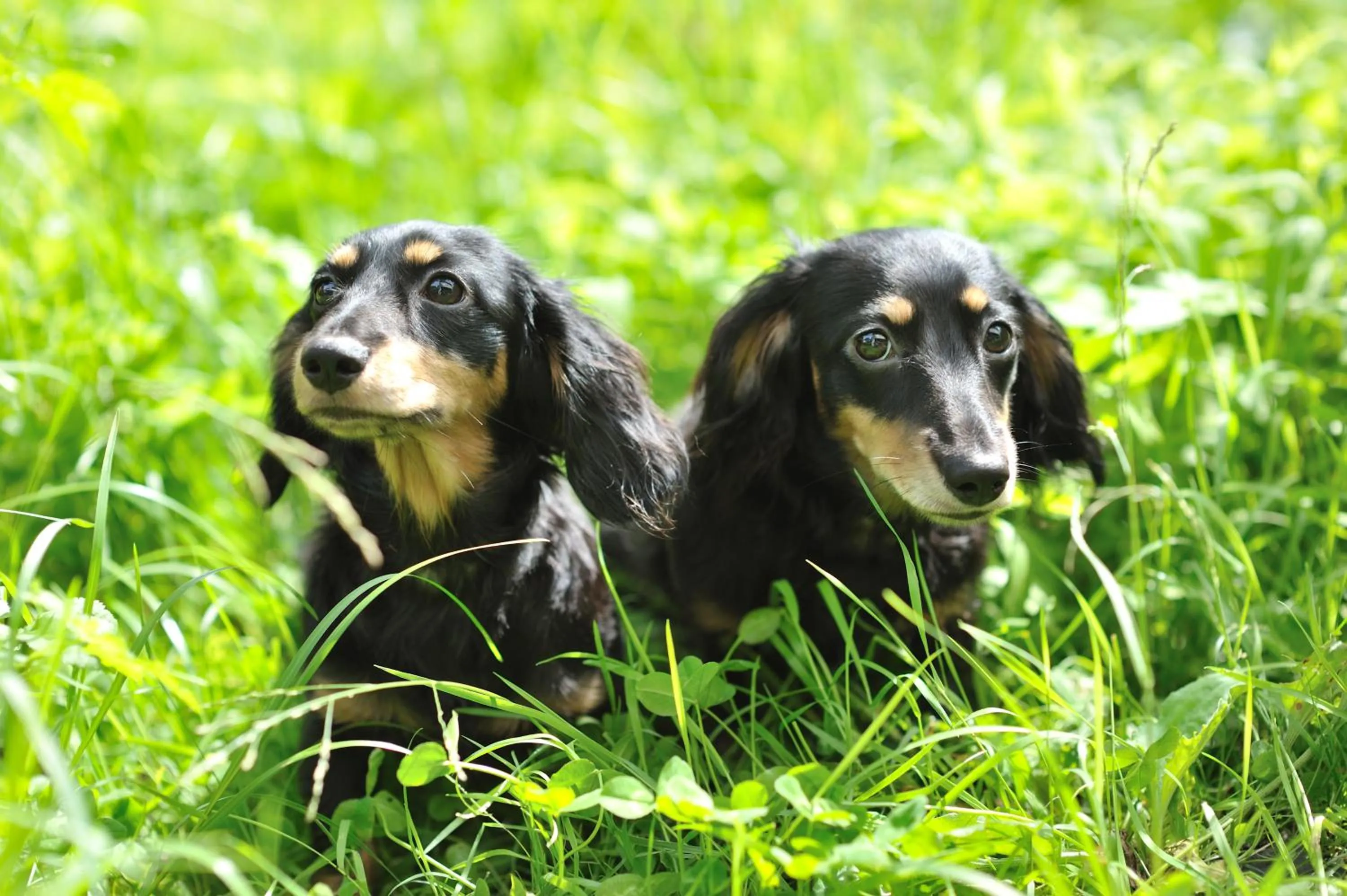 Mogamitakayu Zenshichinoyu Ohira