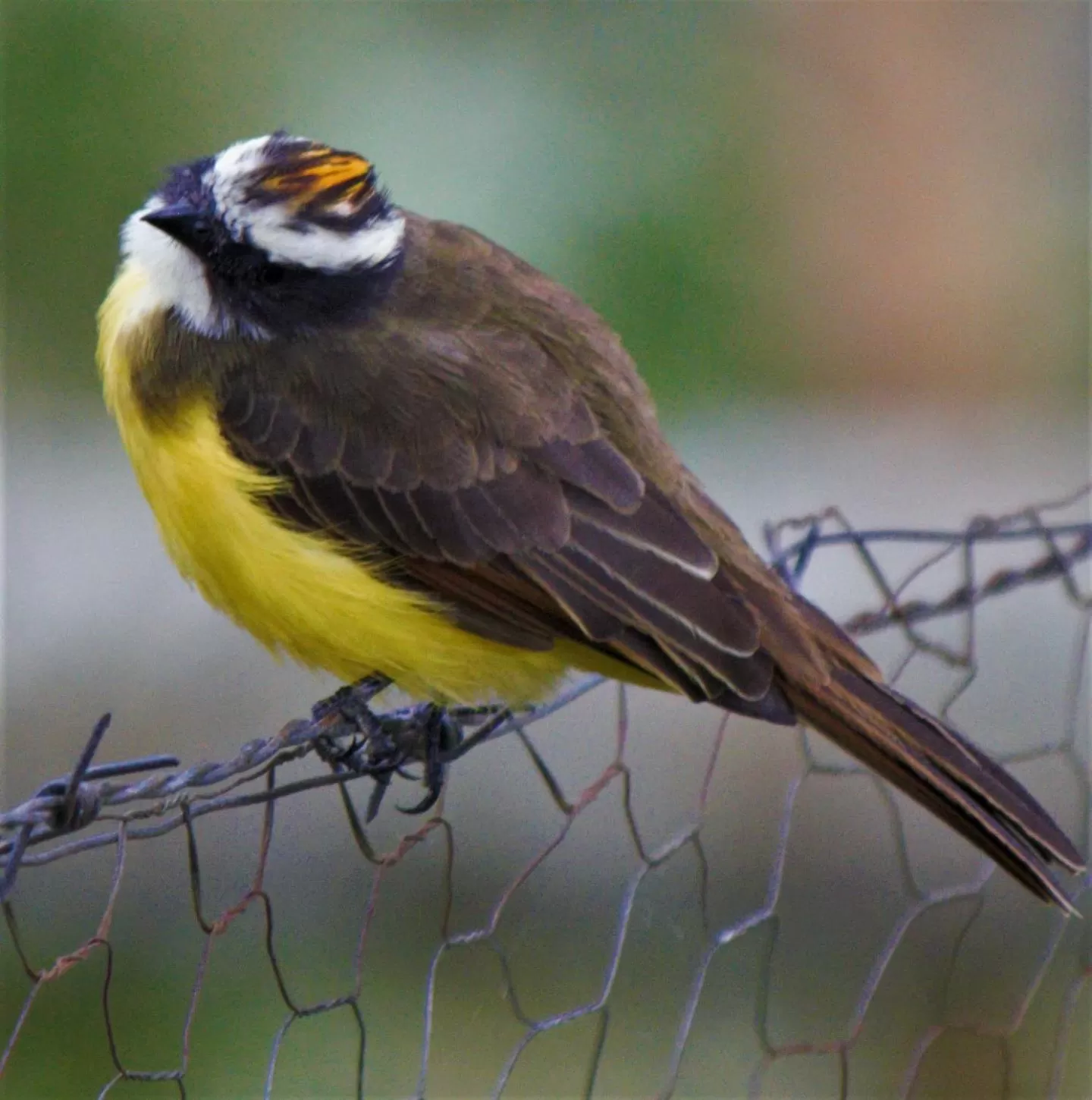 Other Animals in Villa Cristina - Casa Boutique