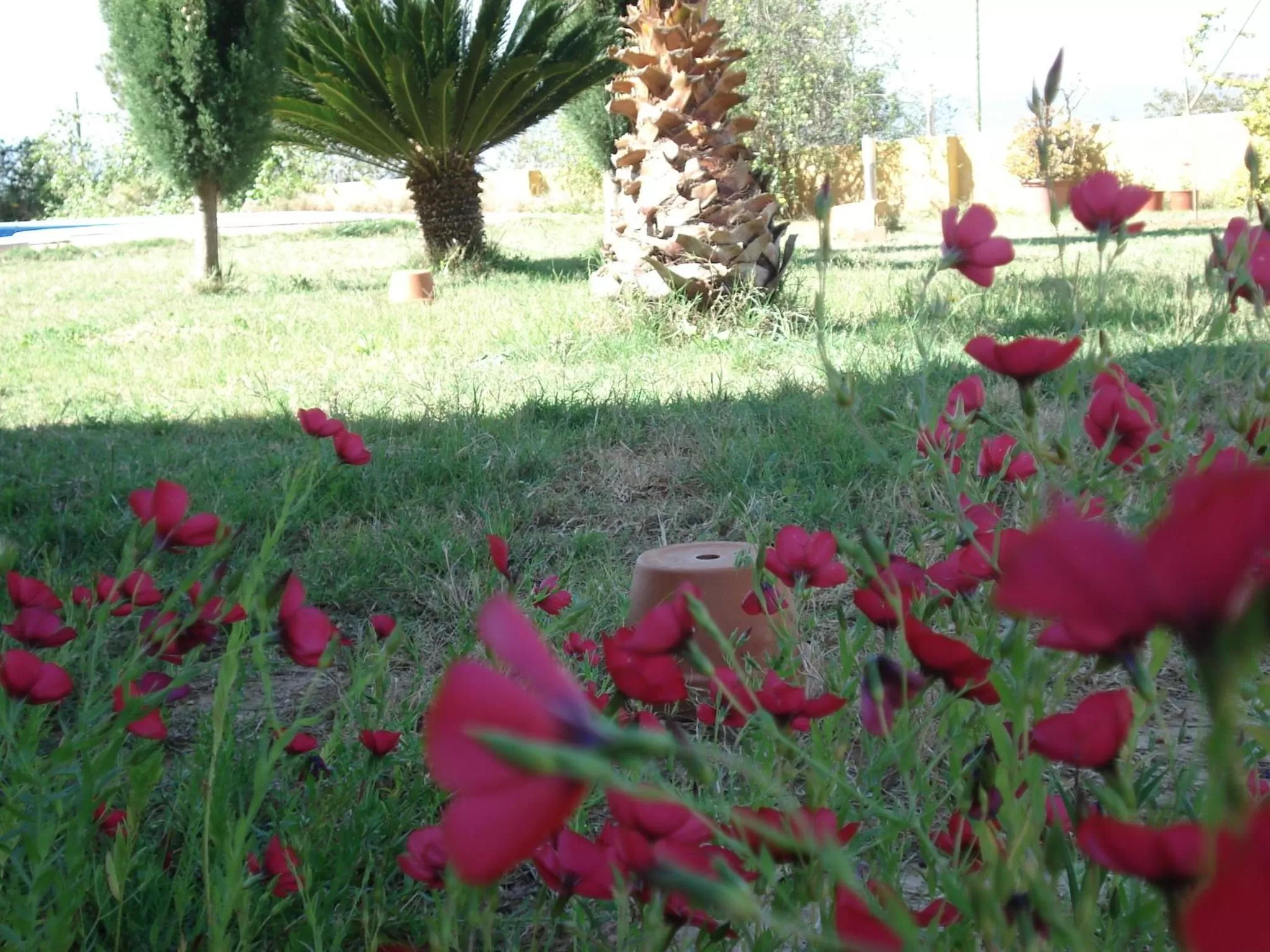 Garden in El Racó de la Pintora "Adults Only"
