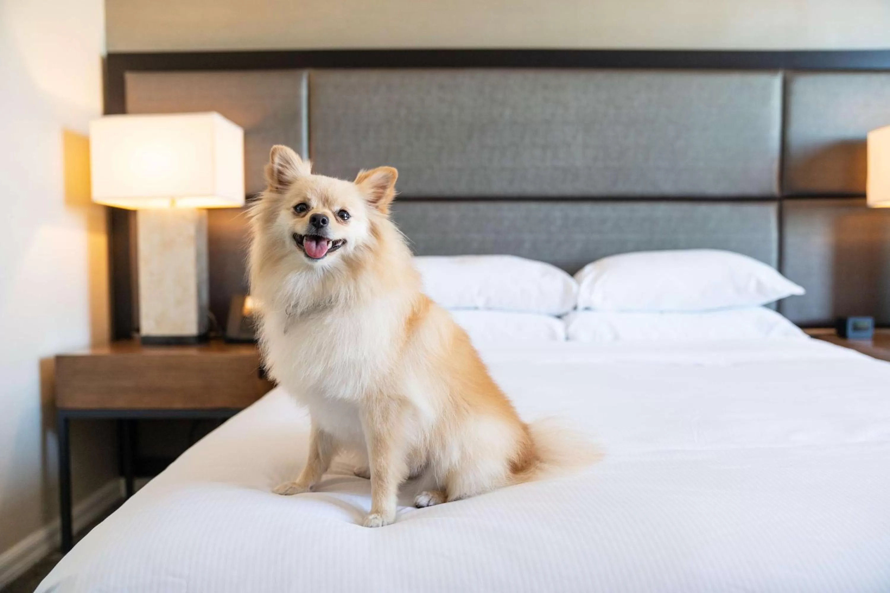 Photo of the whole room, Bed in DoubleTree by Hilton San Diego-Mission Valley