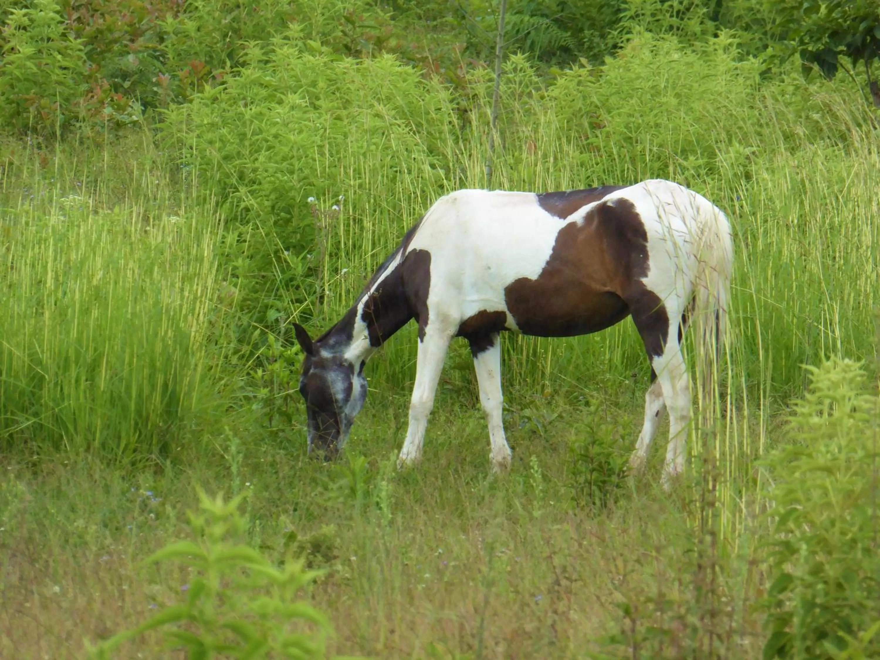 Pets in Finca El Cielo