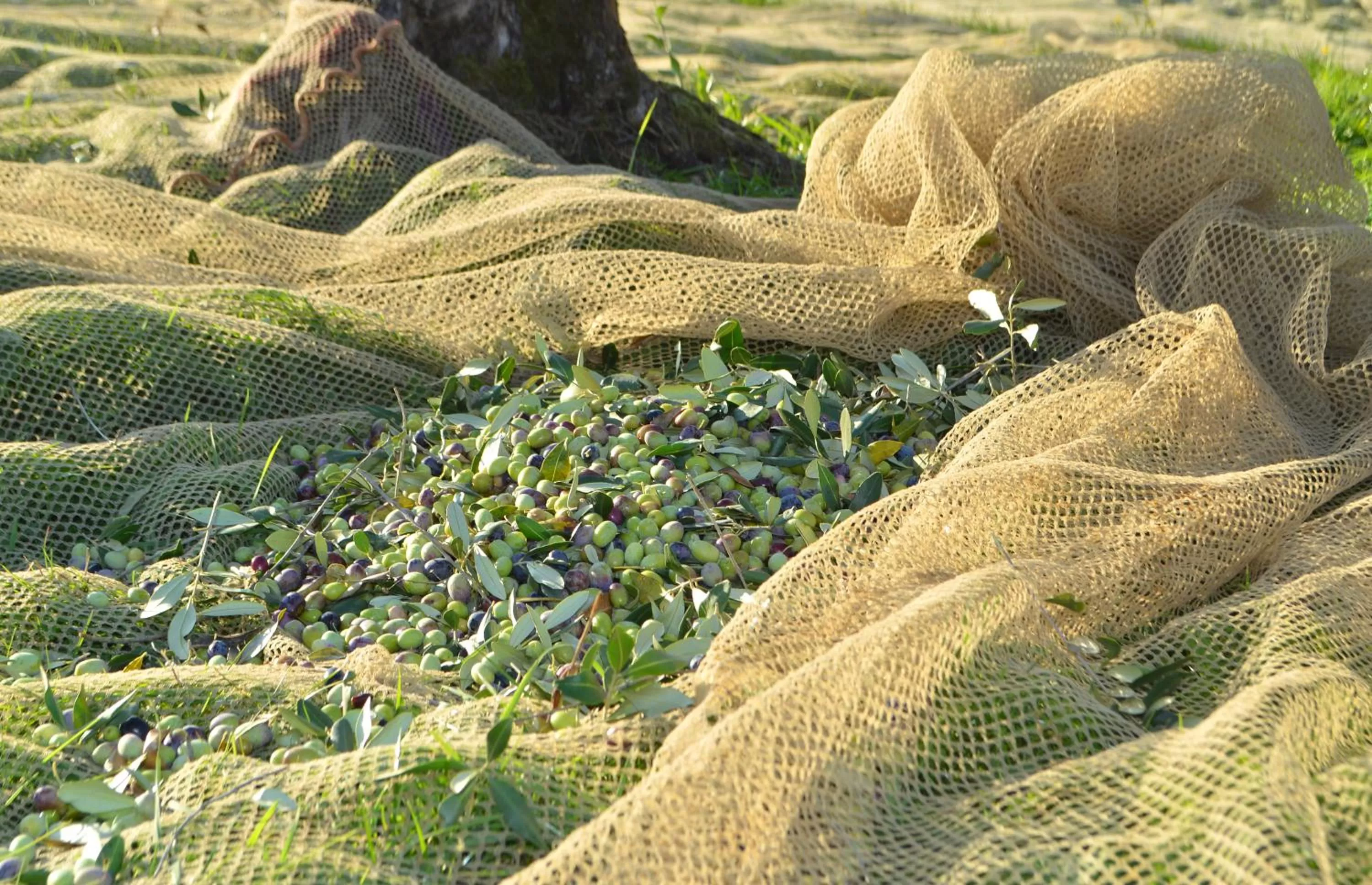 Food in Armonie di Villa Incontri B&B