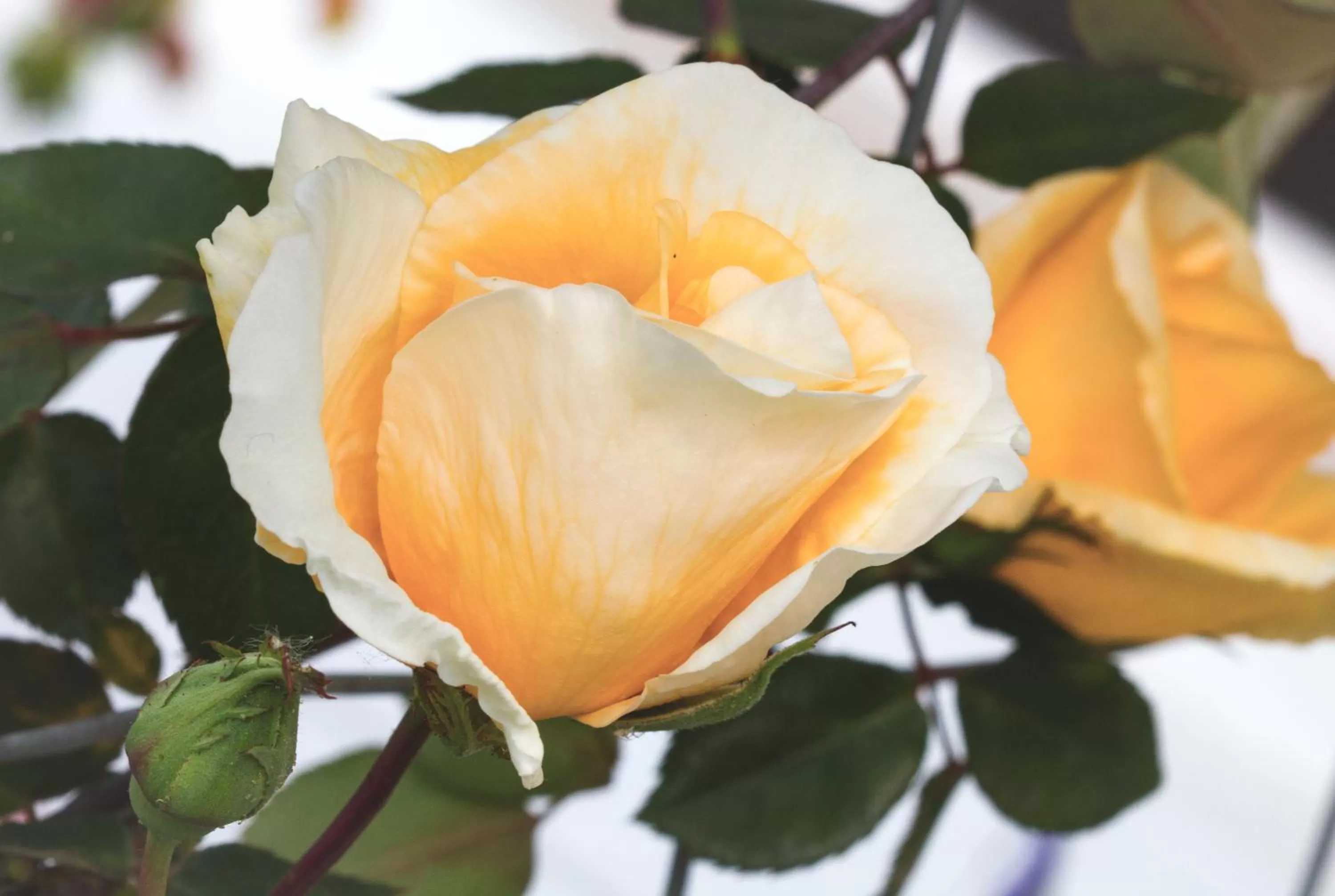 Food in Magnolia House