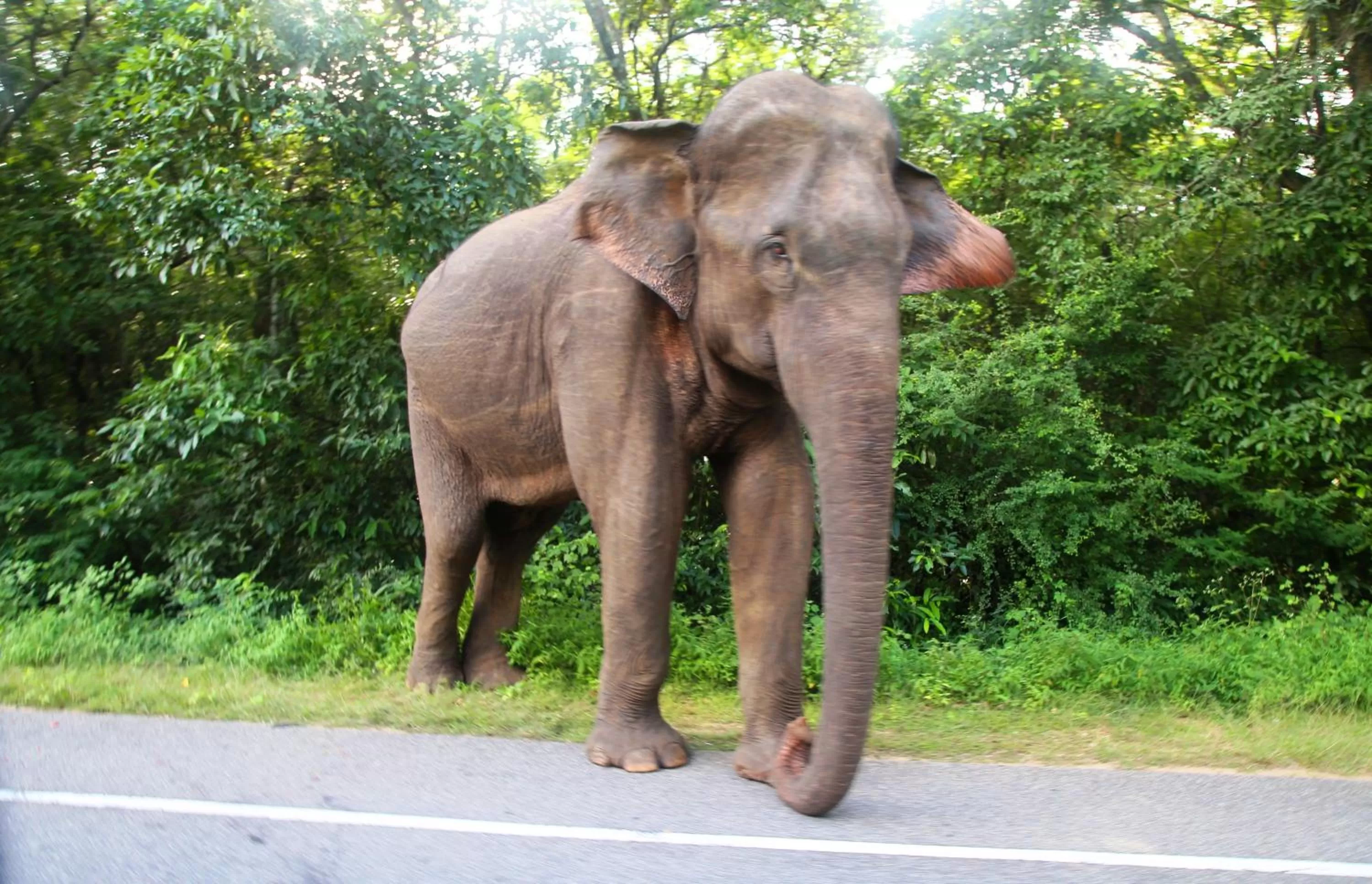 Animals, Pets in Honey Tree Polonnaruwa