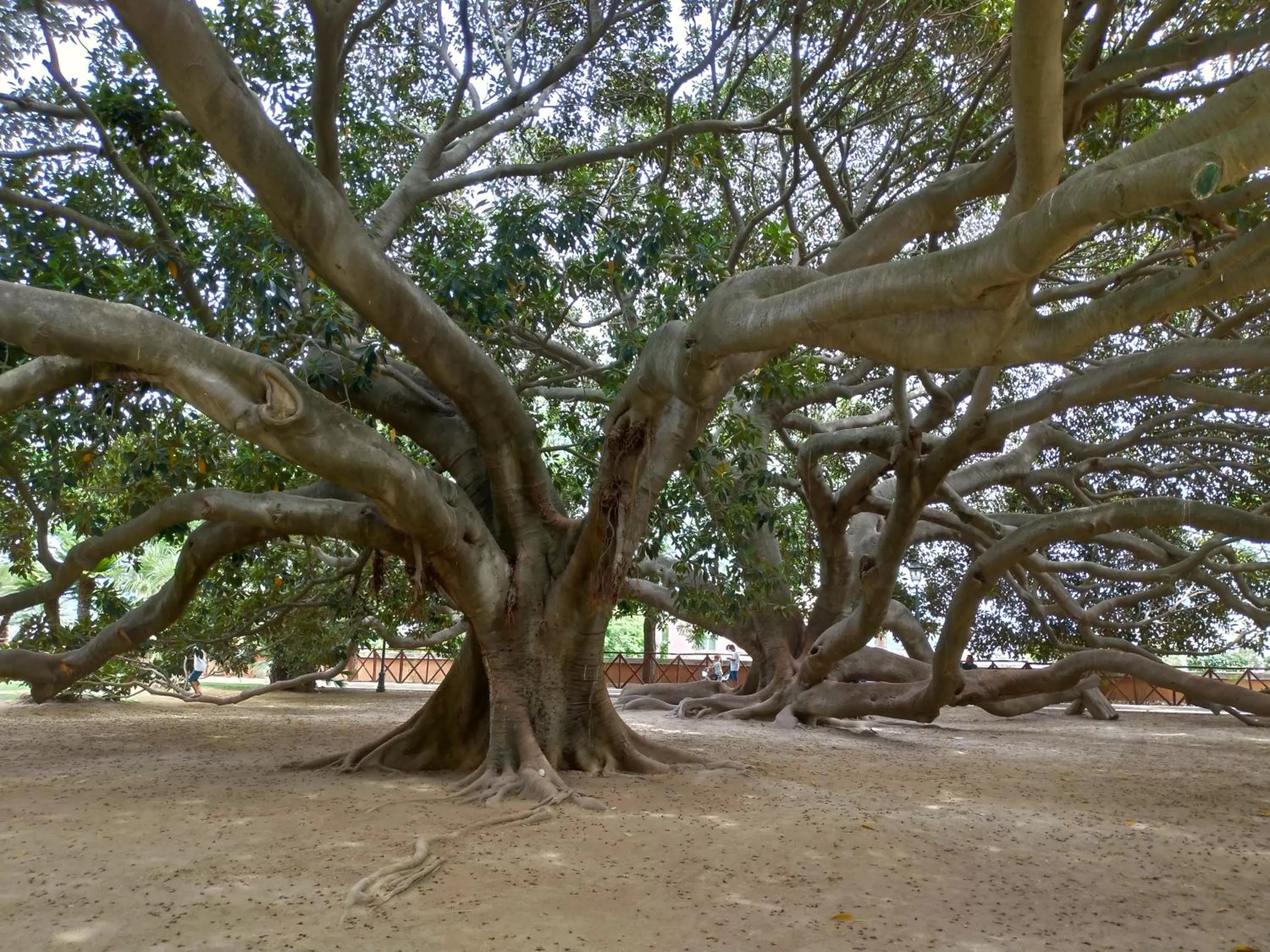 Gemma Di Gallura Charme B&B