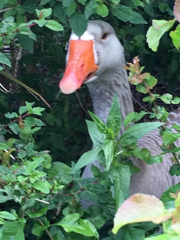 Other Animals in Jacquie's B&B -Dumfries-Room with a view - hot tub