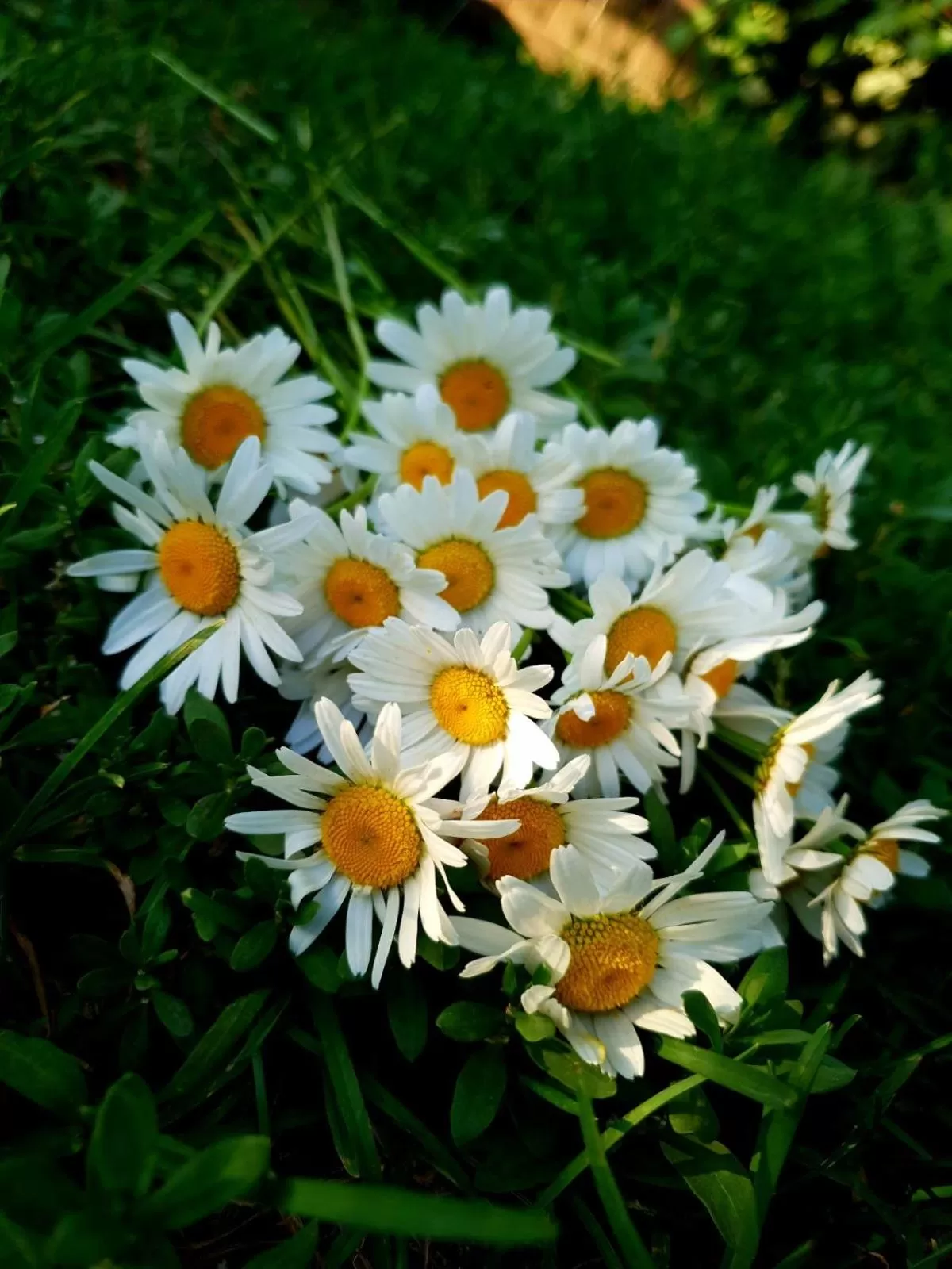 Spring, Garden in Guest house Ijevan's Garden